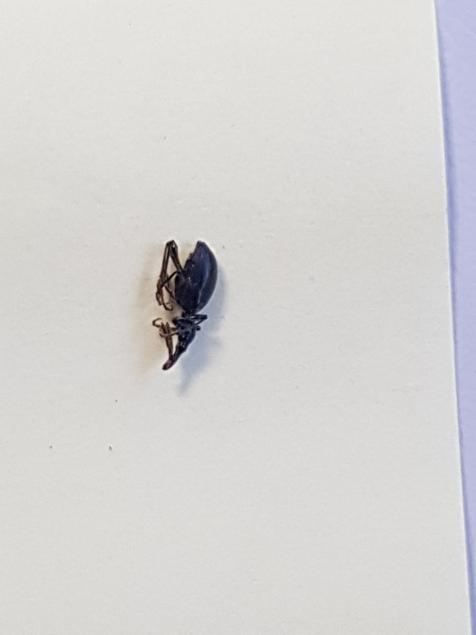 Cylas puncticollis