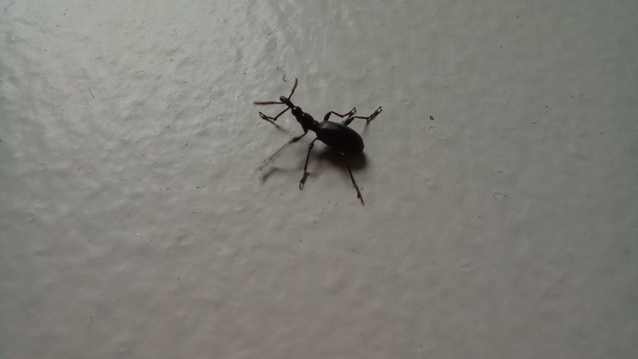 Cylas puncticollis