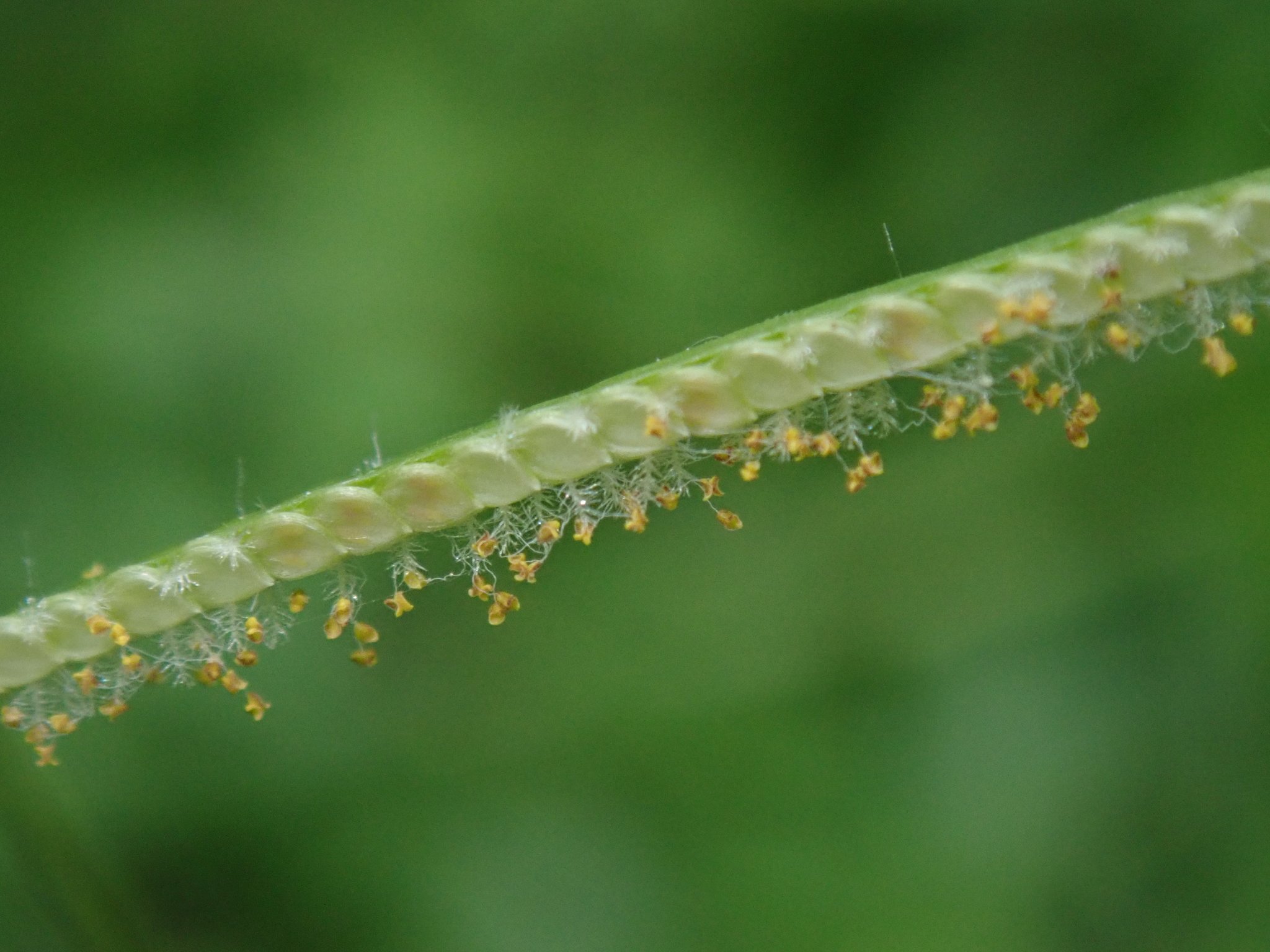 Paspalum conjugatum