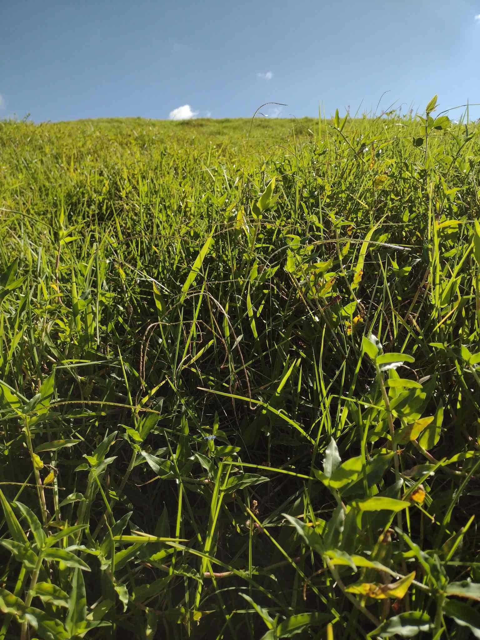 Paspalum conjugatum