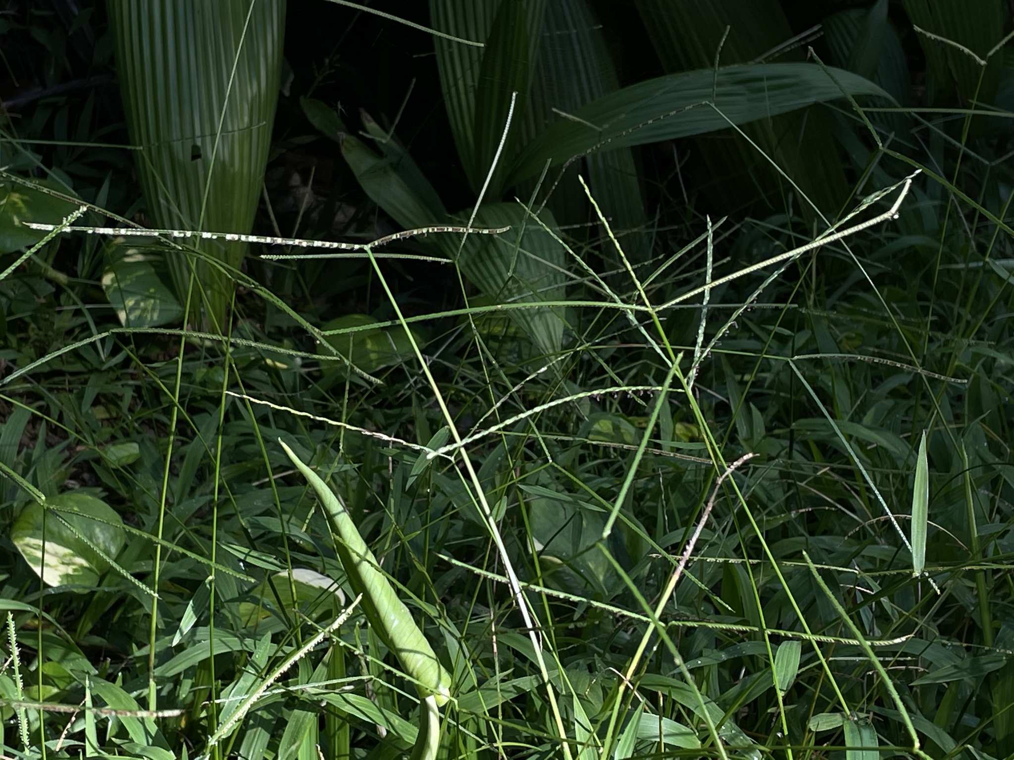 Paspalum conjugatum