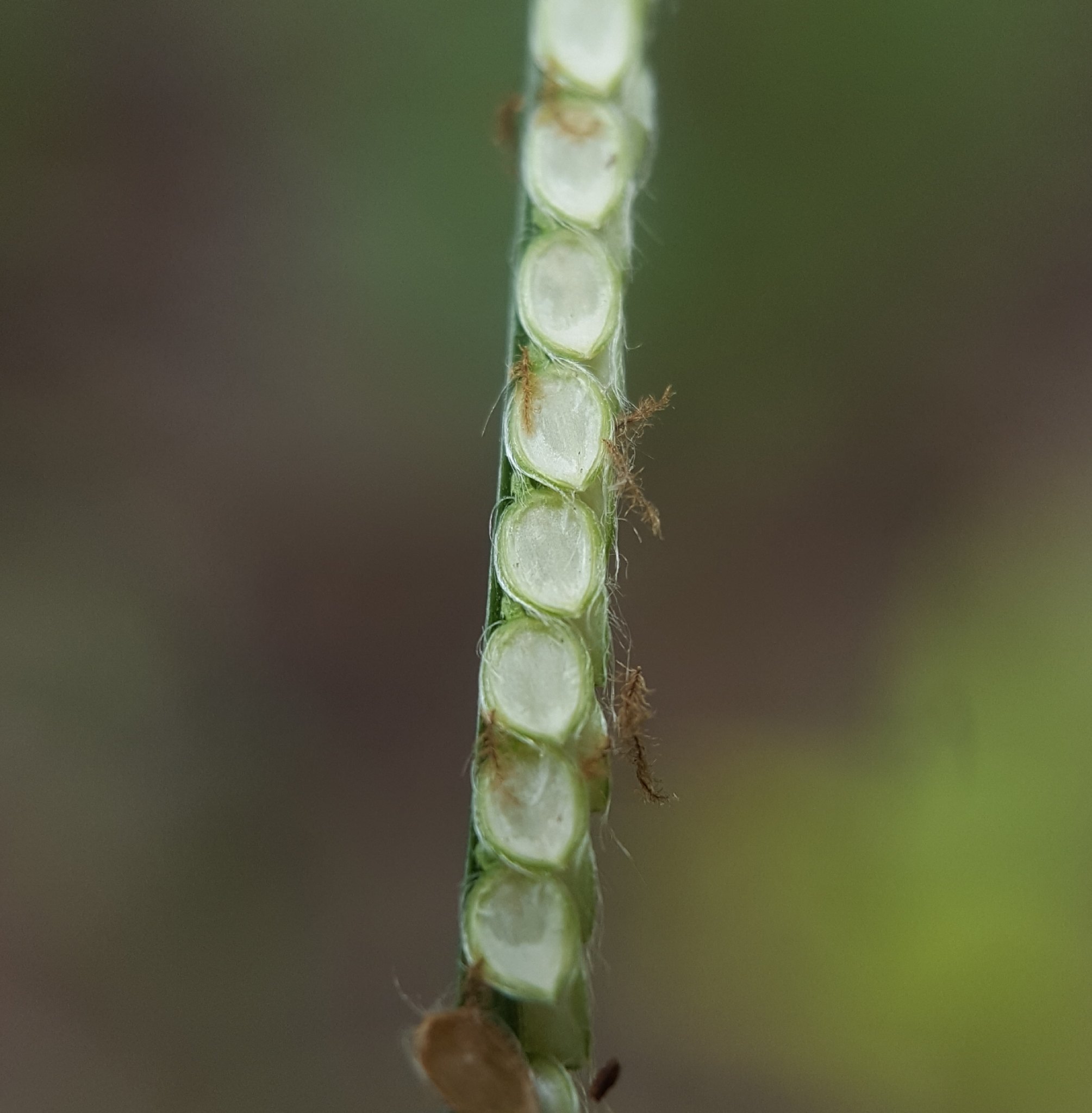 Paspalum conjugatum