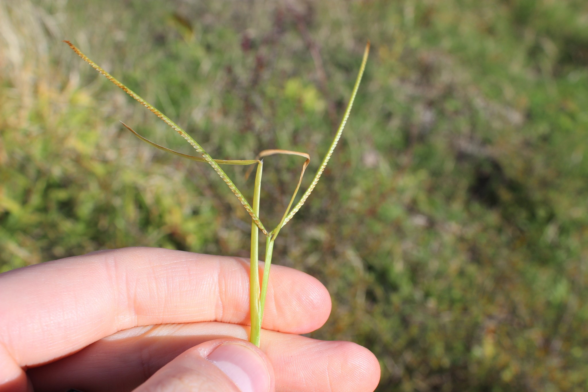 Paspalum conjugatum