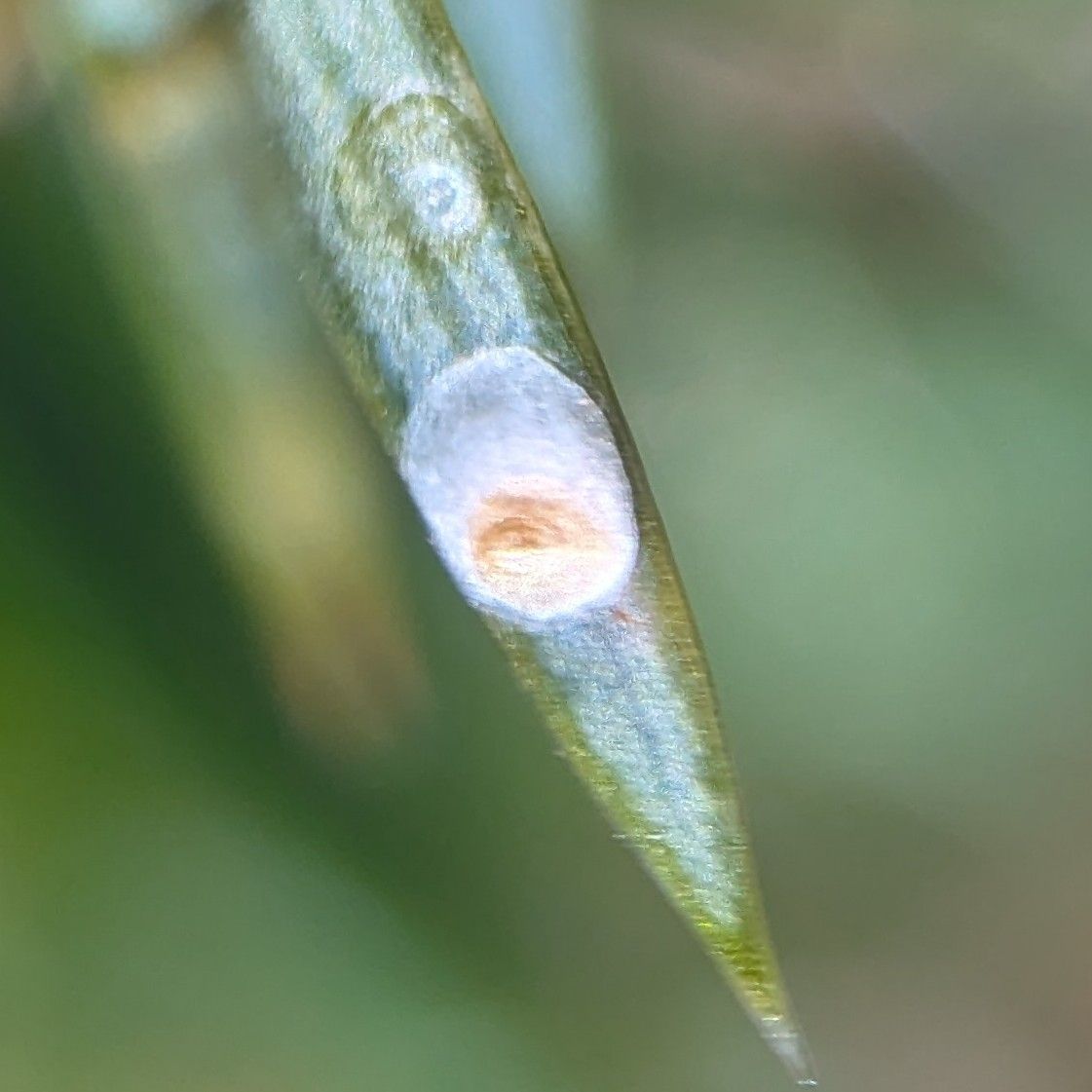Carulaspis minima