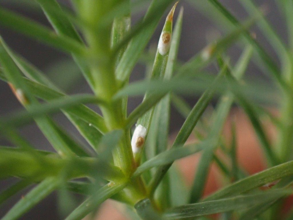Carulaspis minima