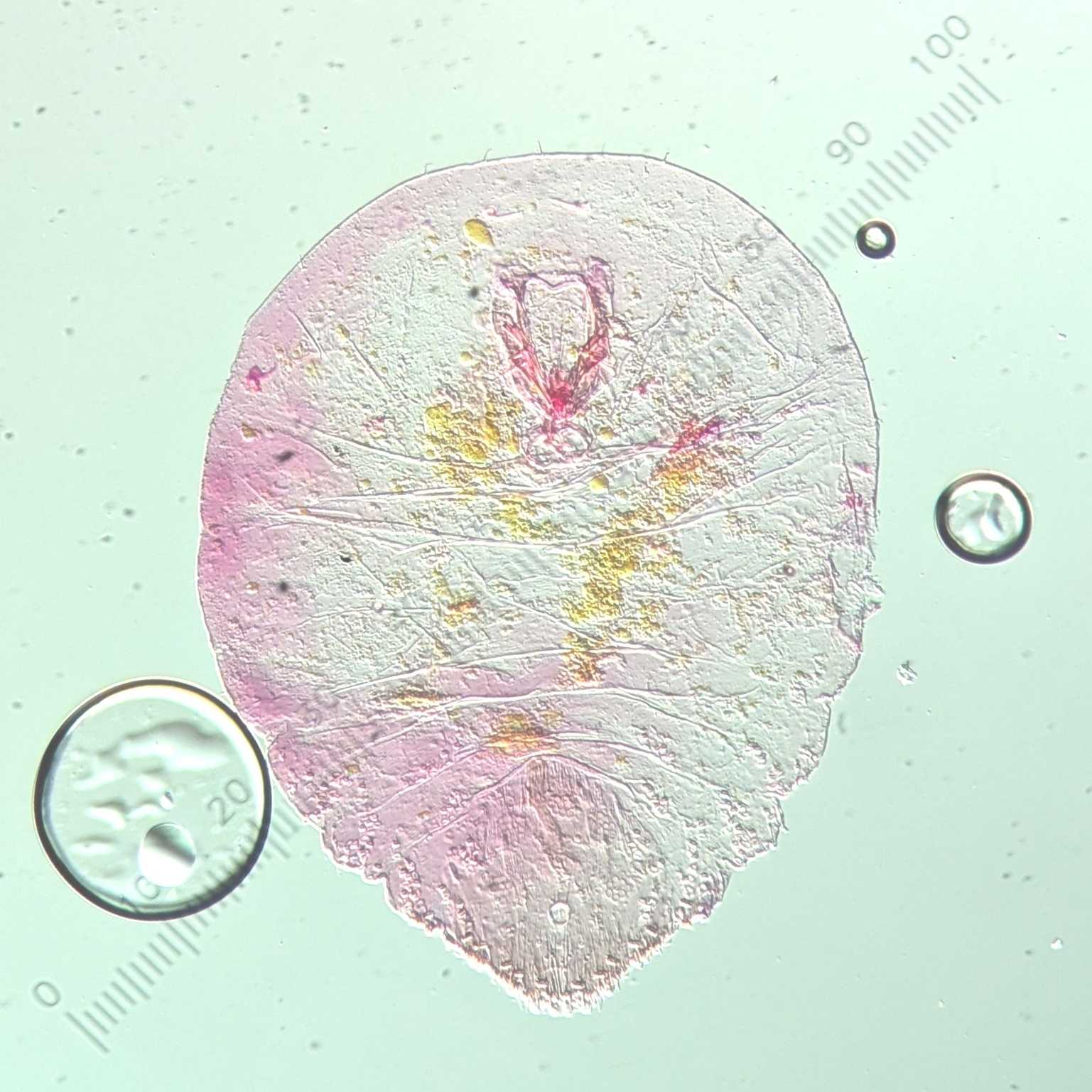 Carulaspis minima