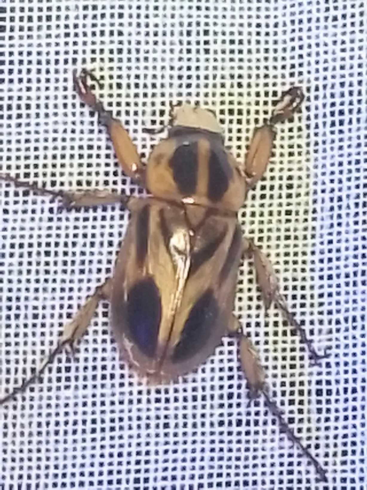 Cyclocephala multiplex
