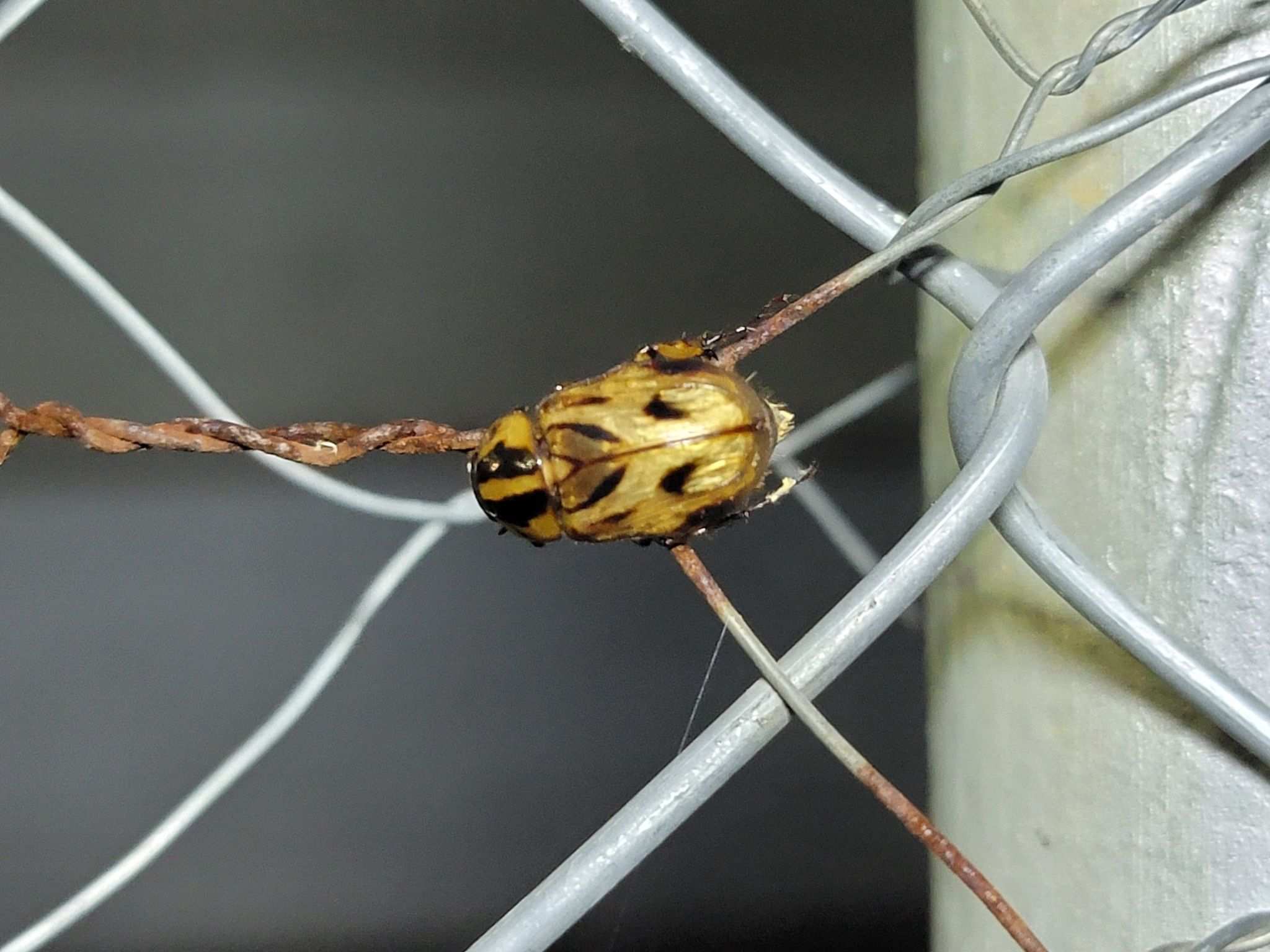 Cyclocephala multiplex