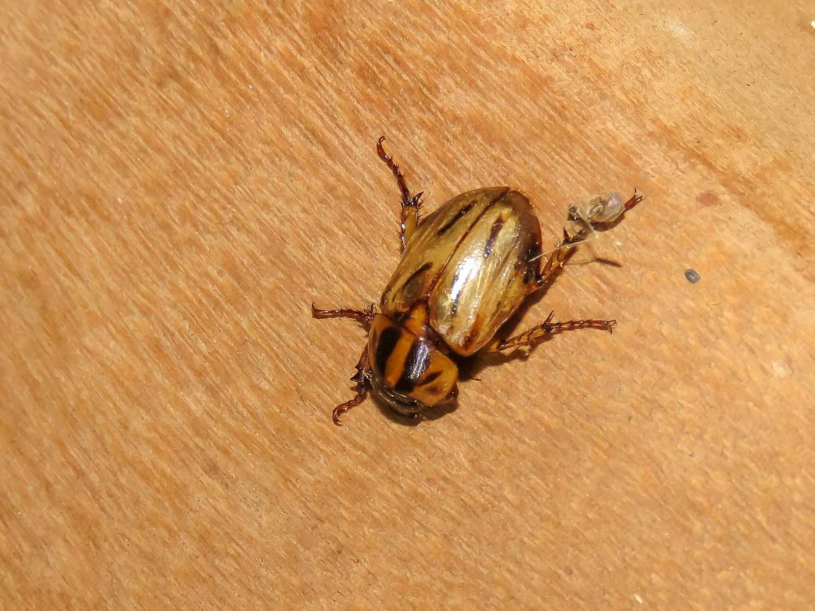 Cyclocephala multiplex