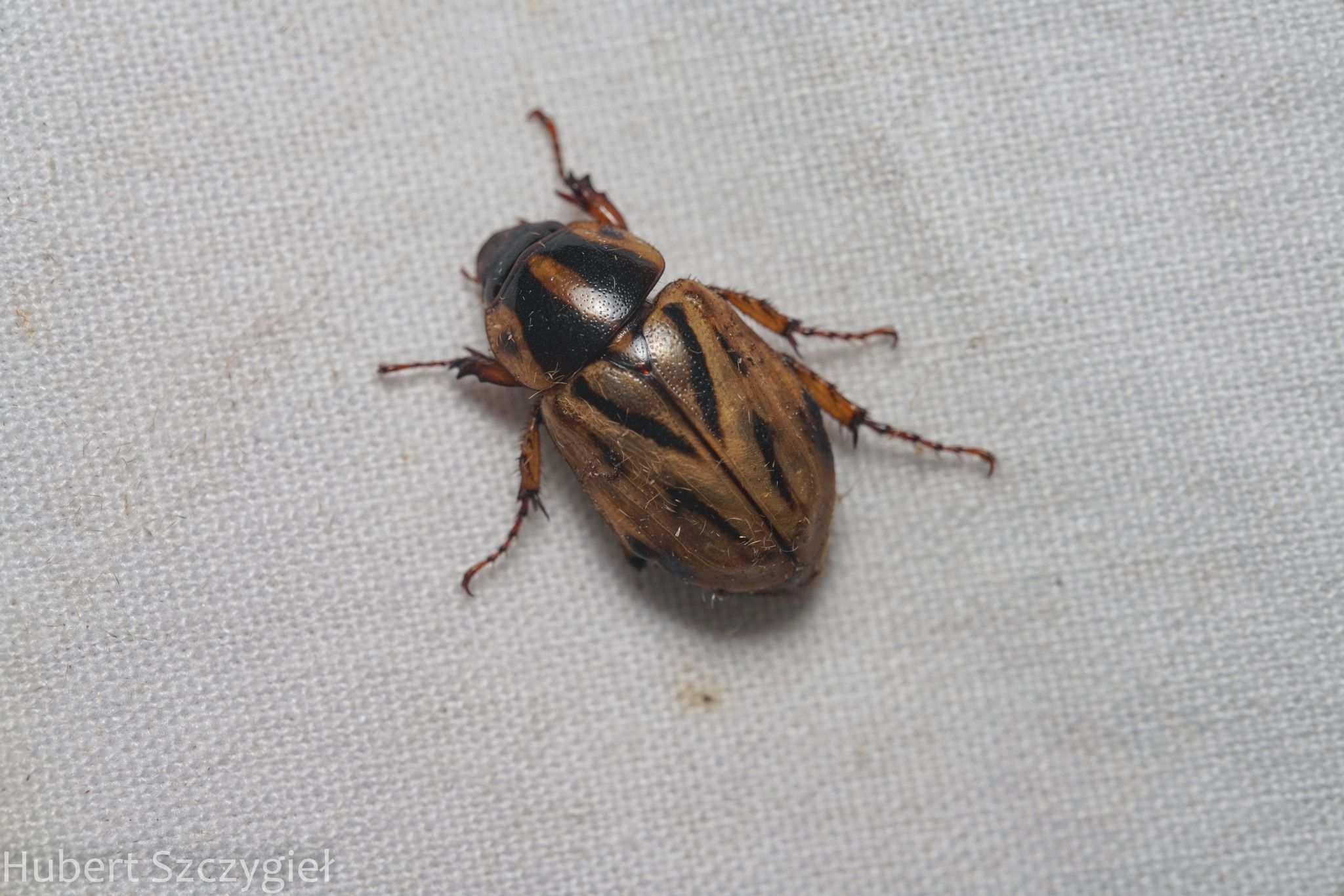 Cyclocephala multiplex