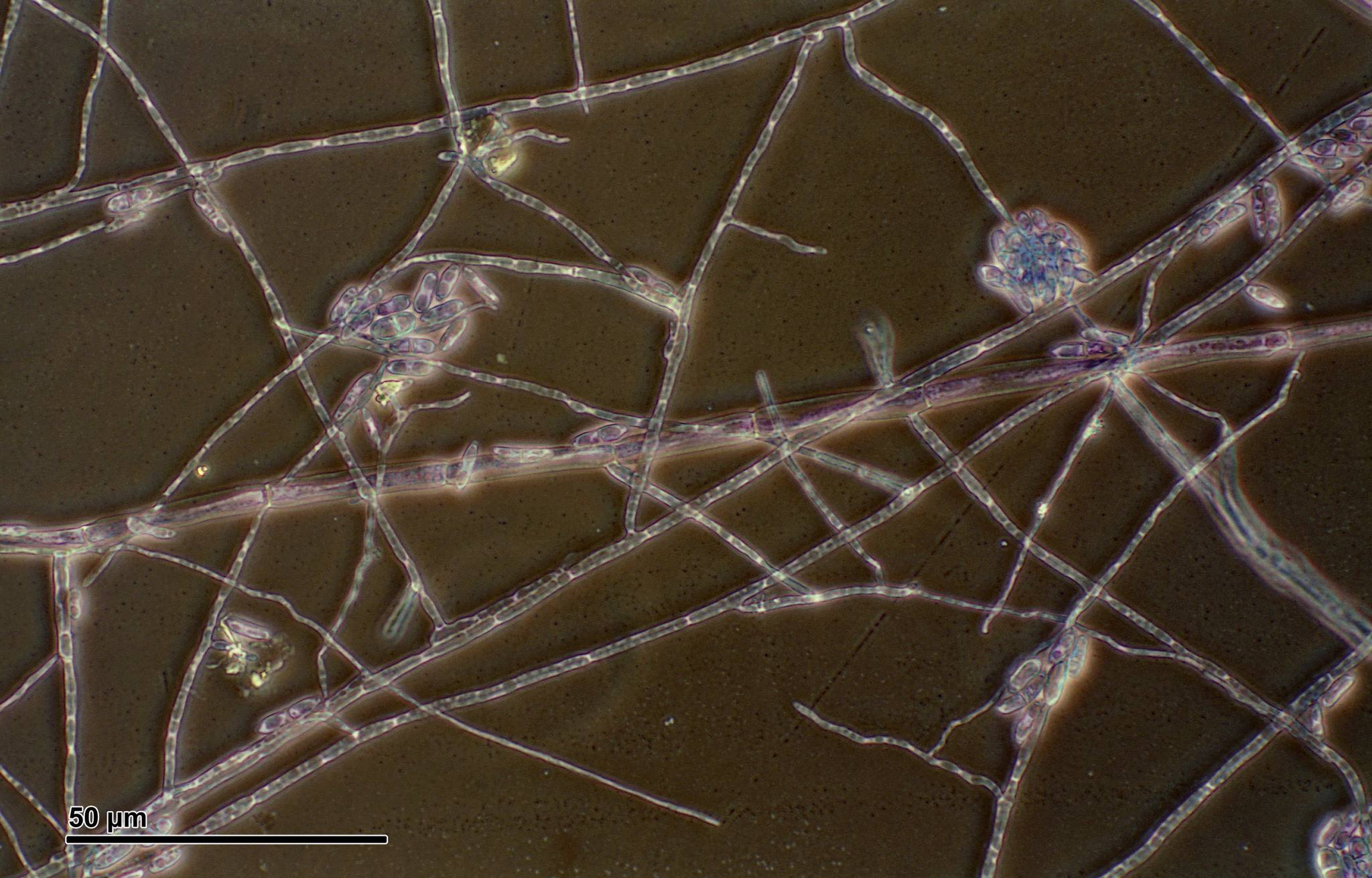 Fusarium solani