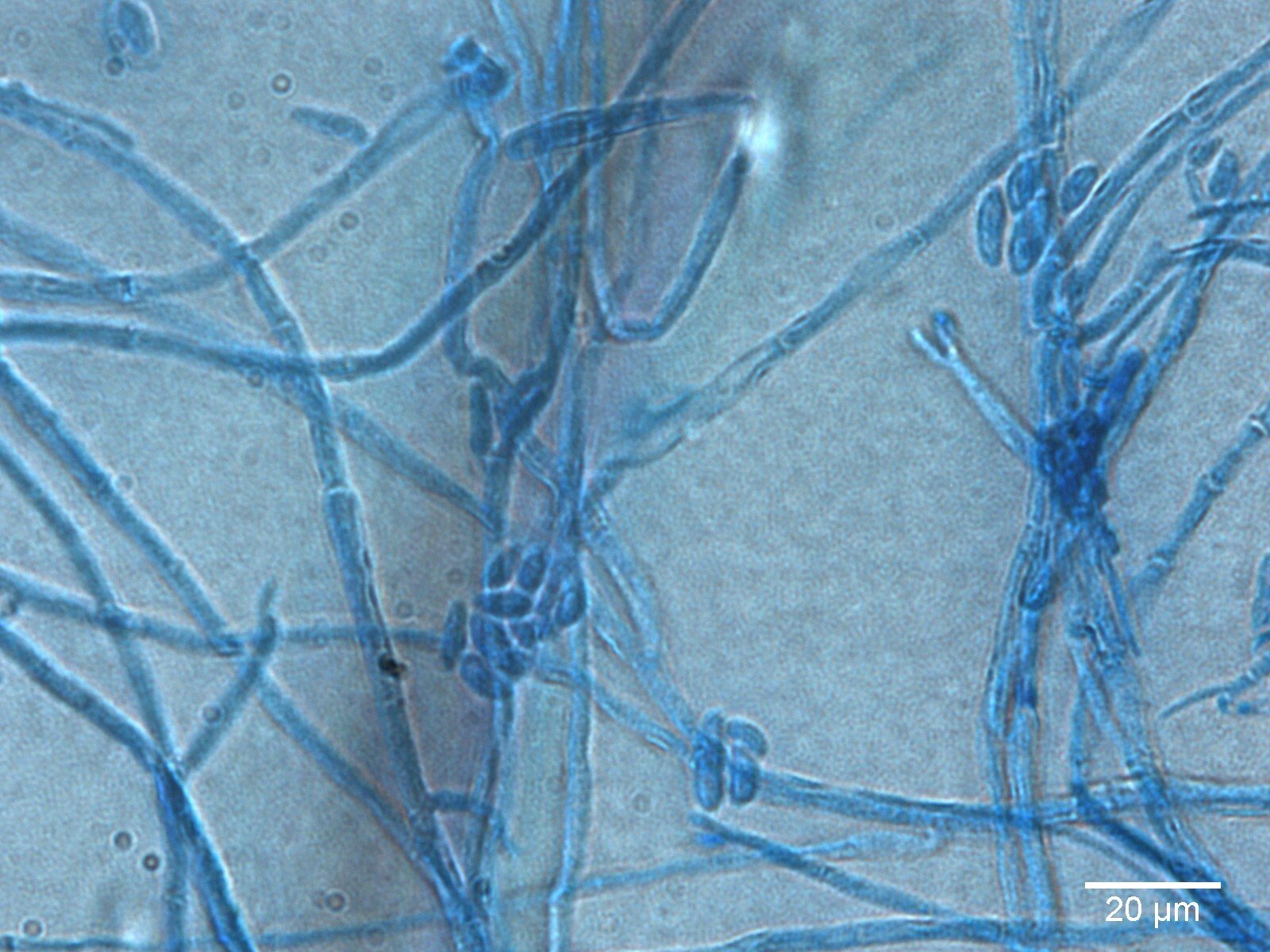Fusarium solani