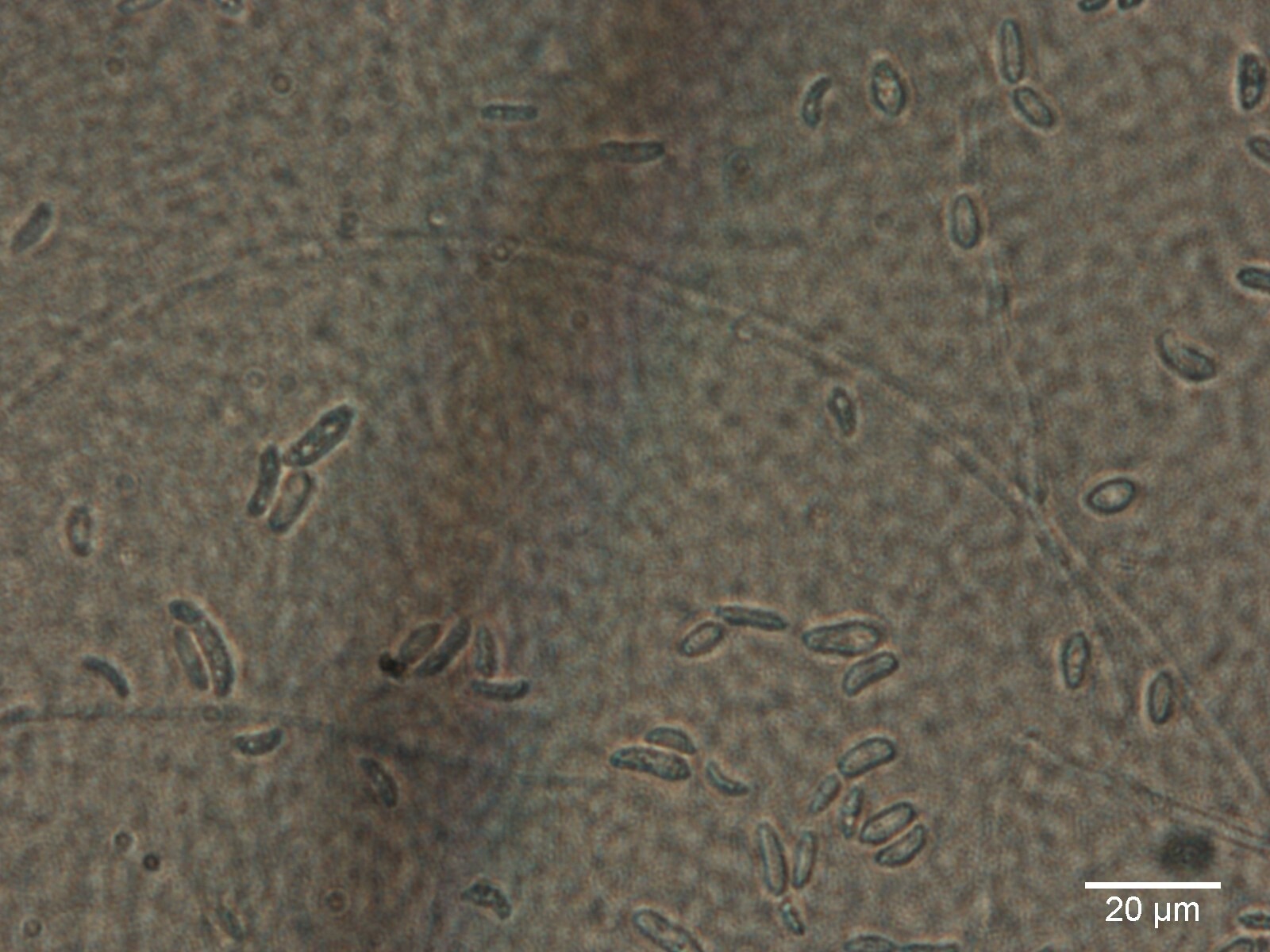 Fusarium solani
