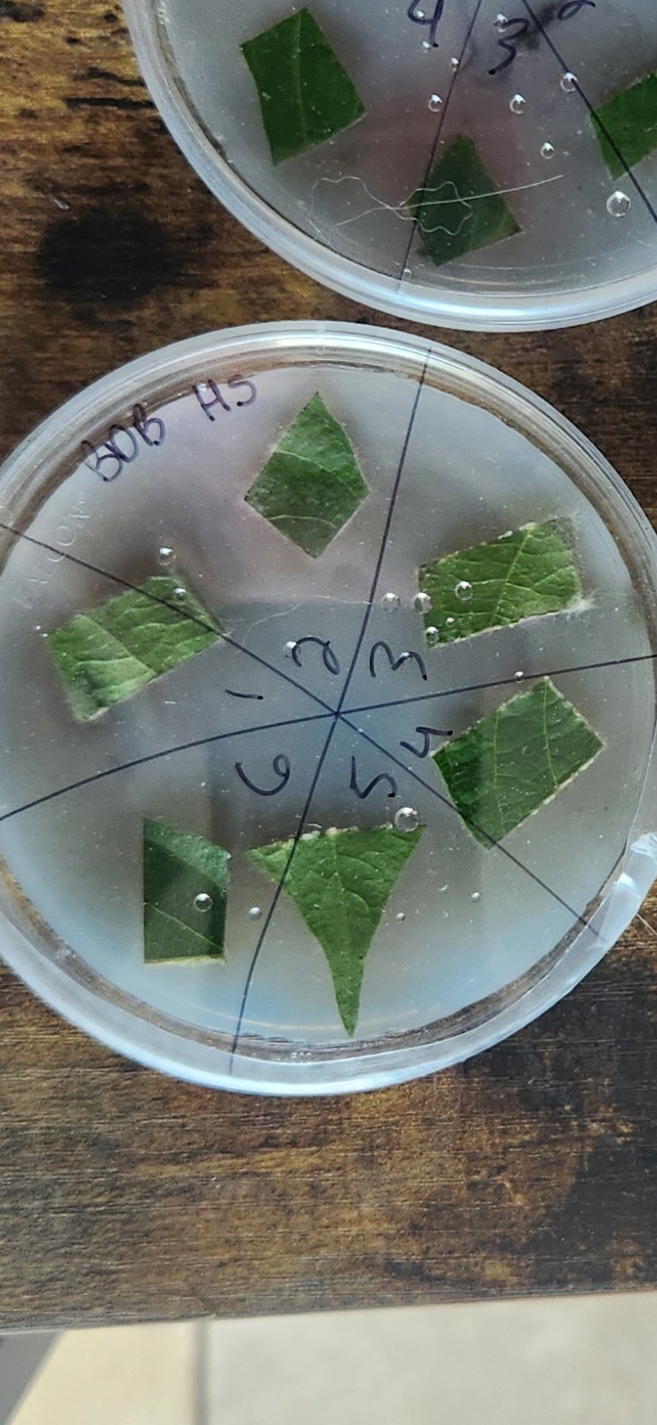 Fusarium solani
