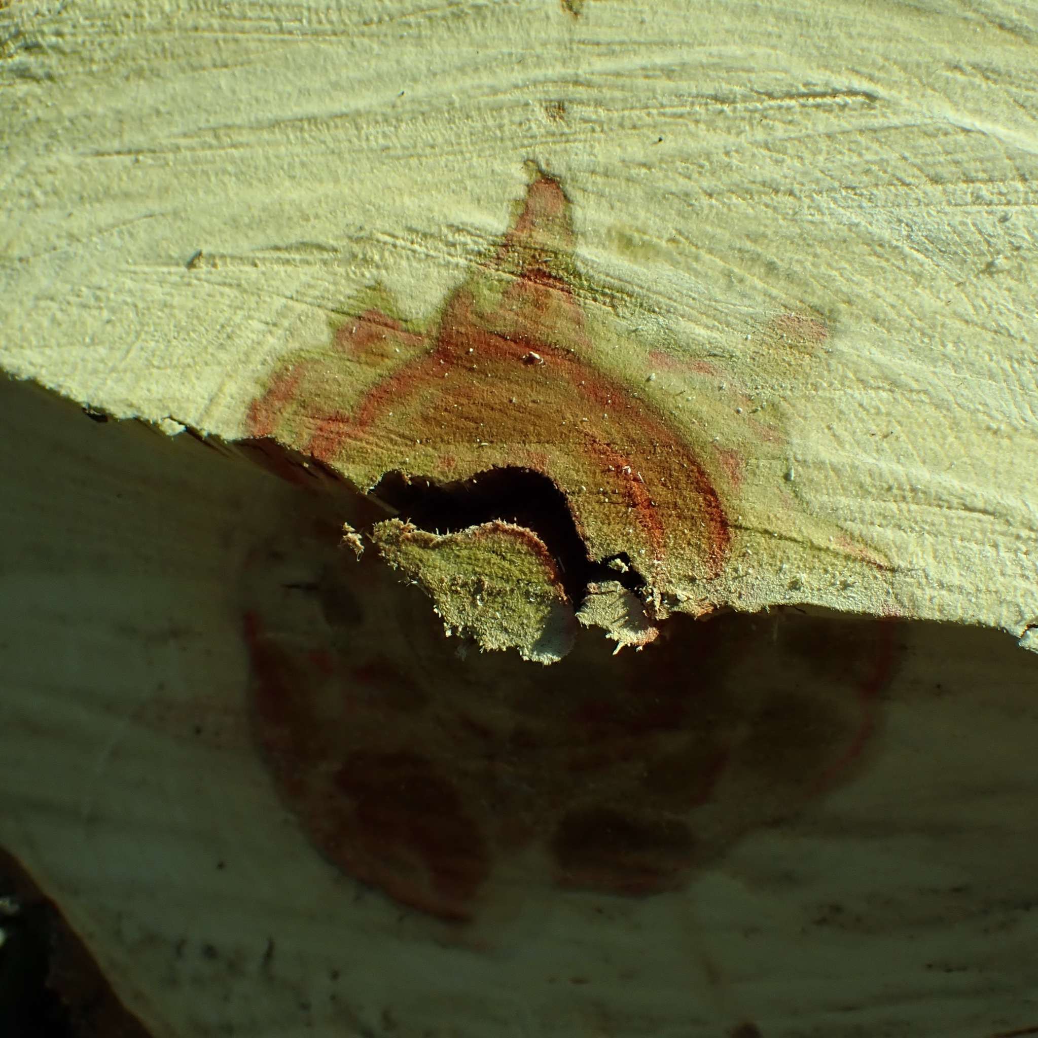 Fusarium solani