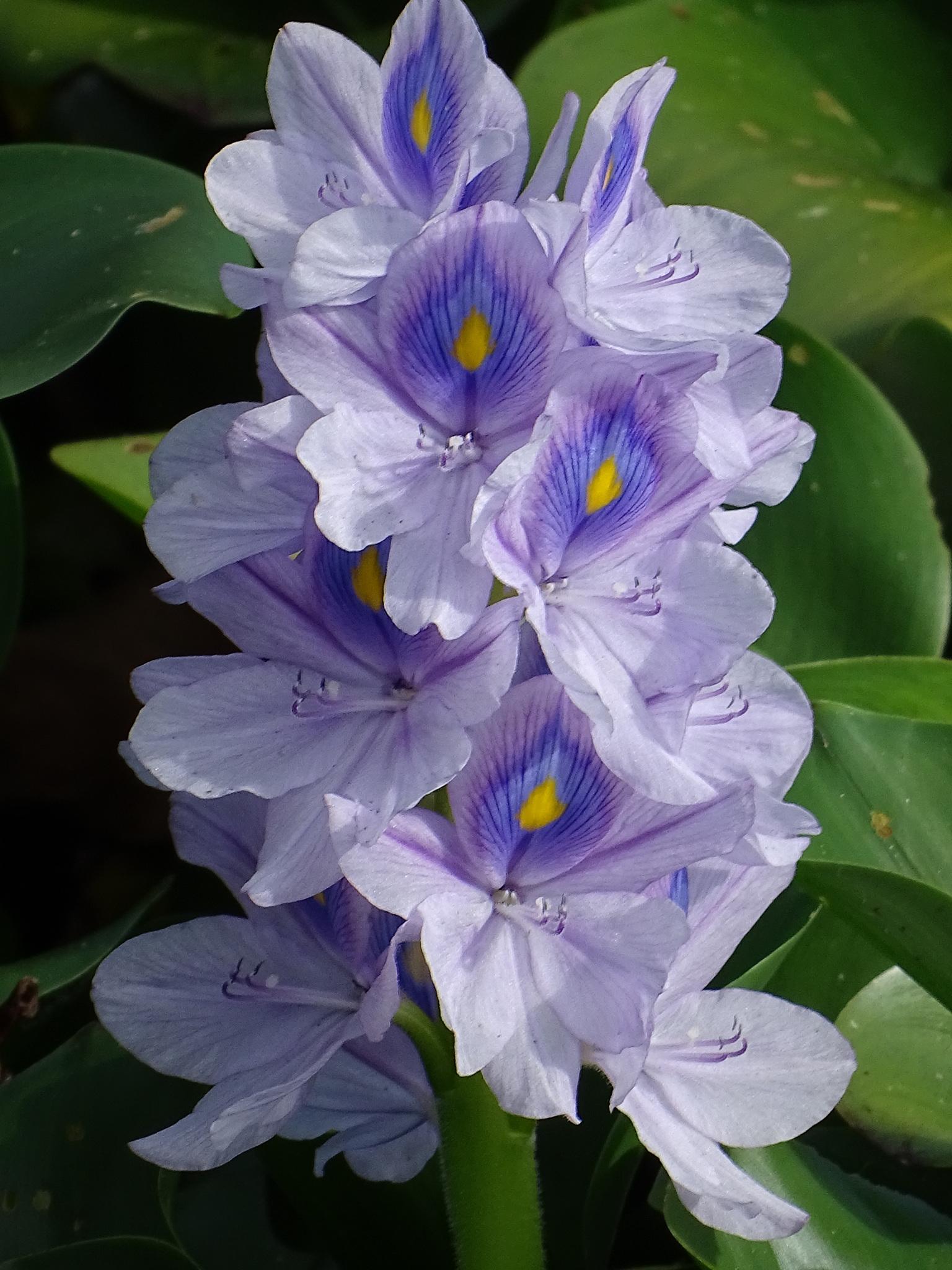 Pontederia crassipes