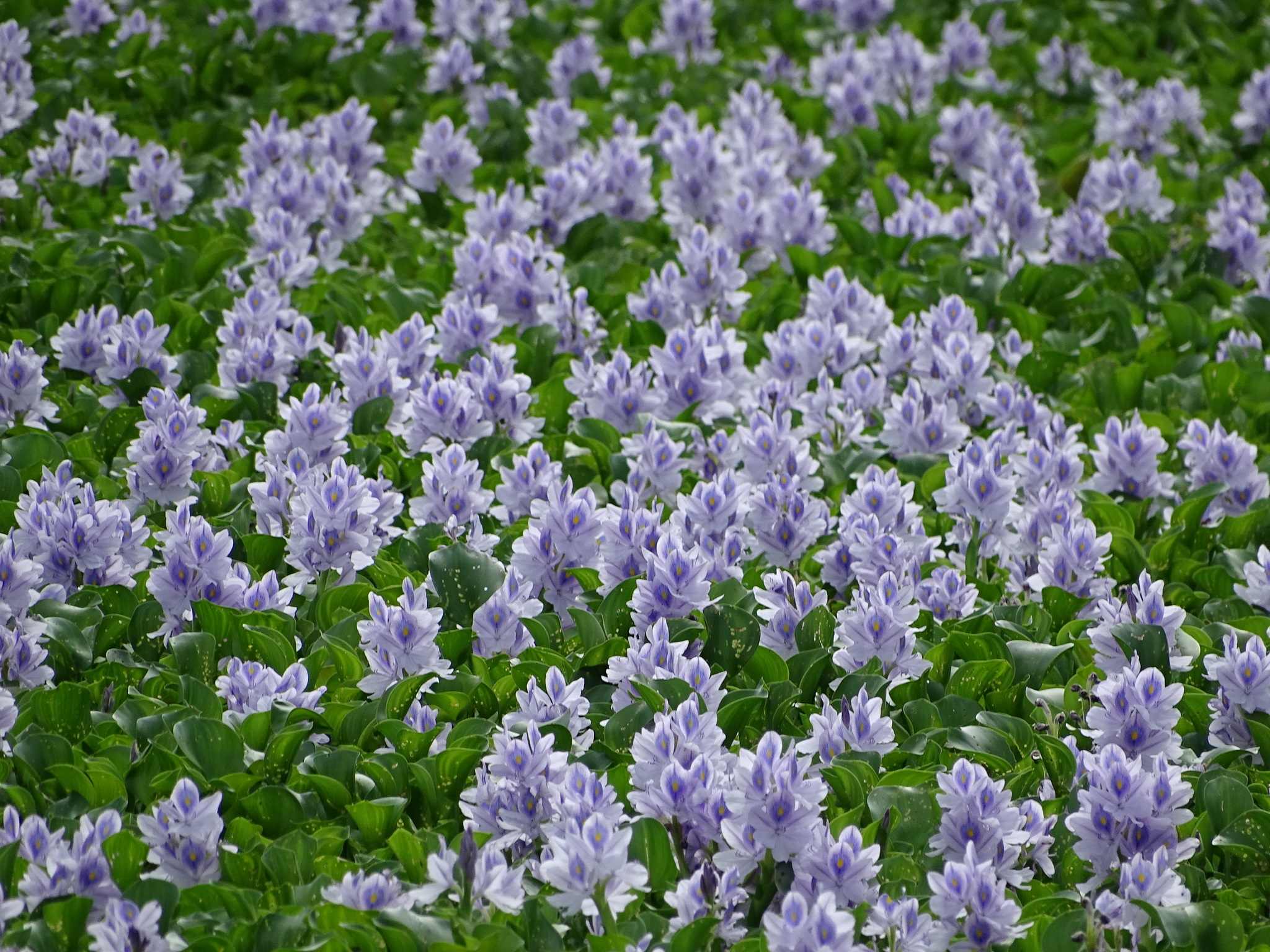 Pontederia crassipes