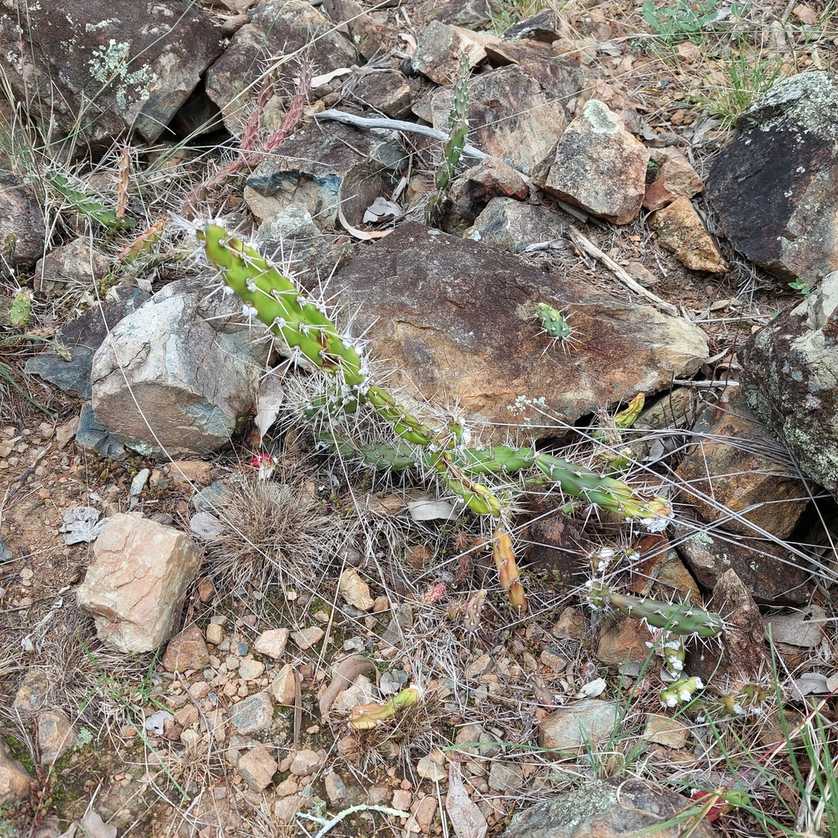 Dactylopius austrinus