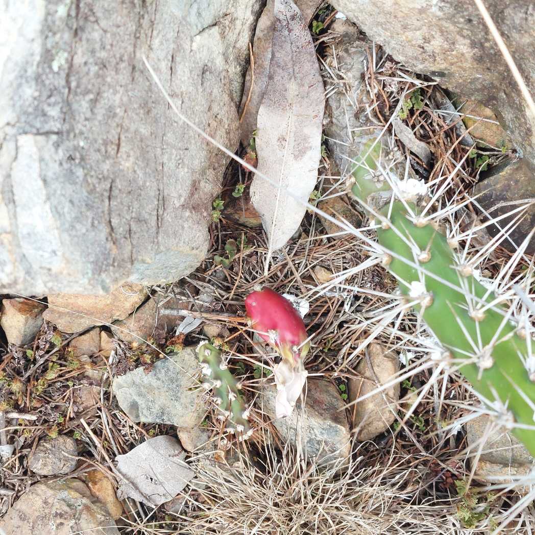 Dactylopius austrinus