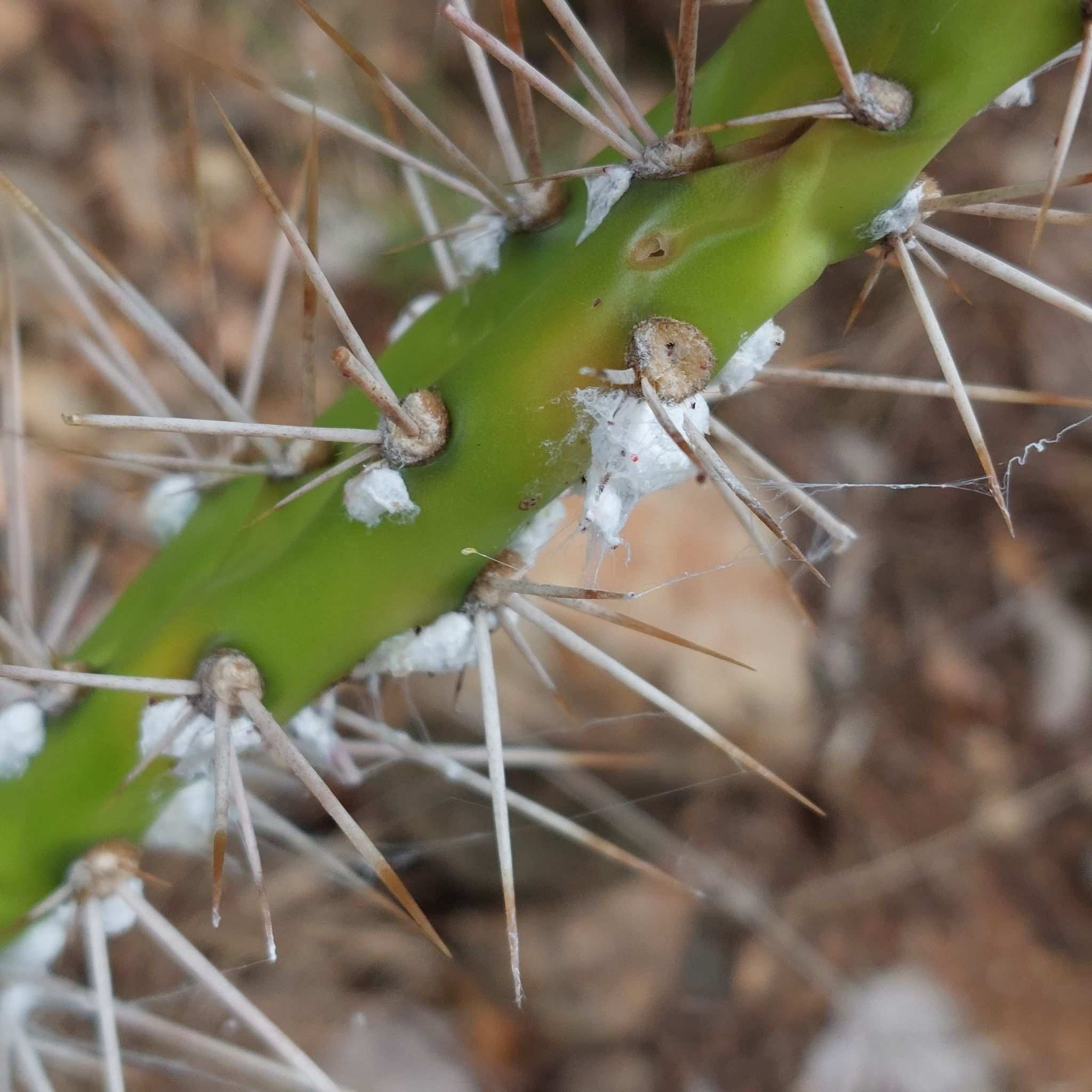 Dactylopius austrinus