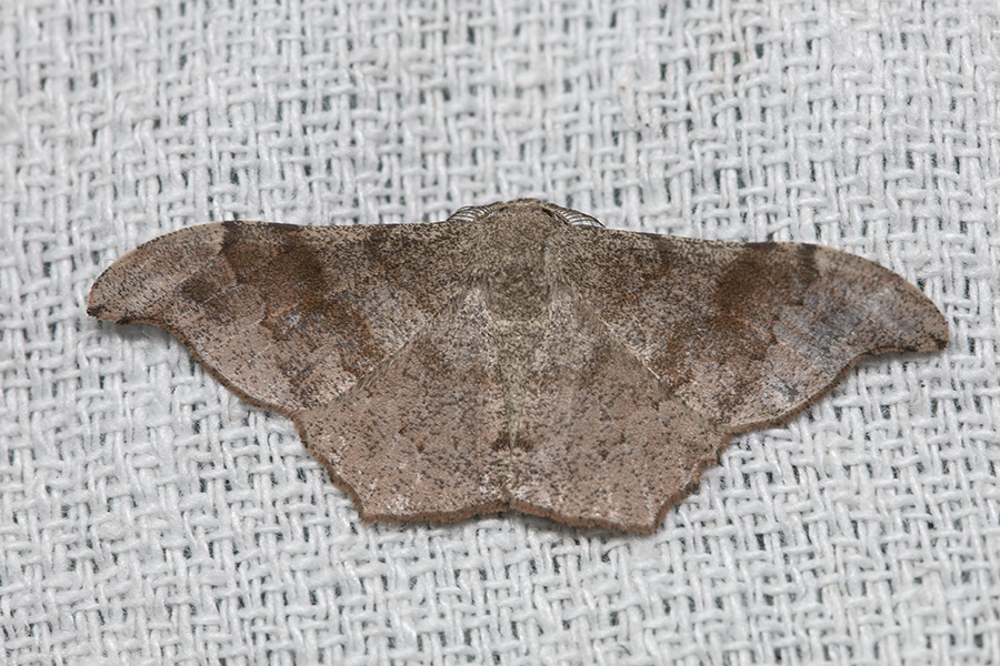 Hyposidra talaca