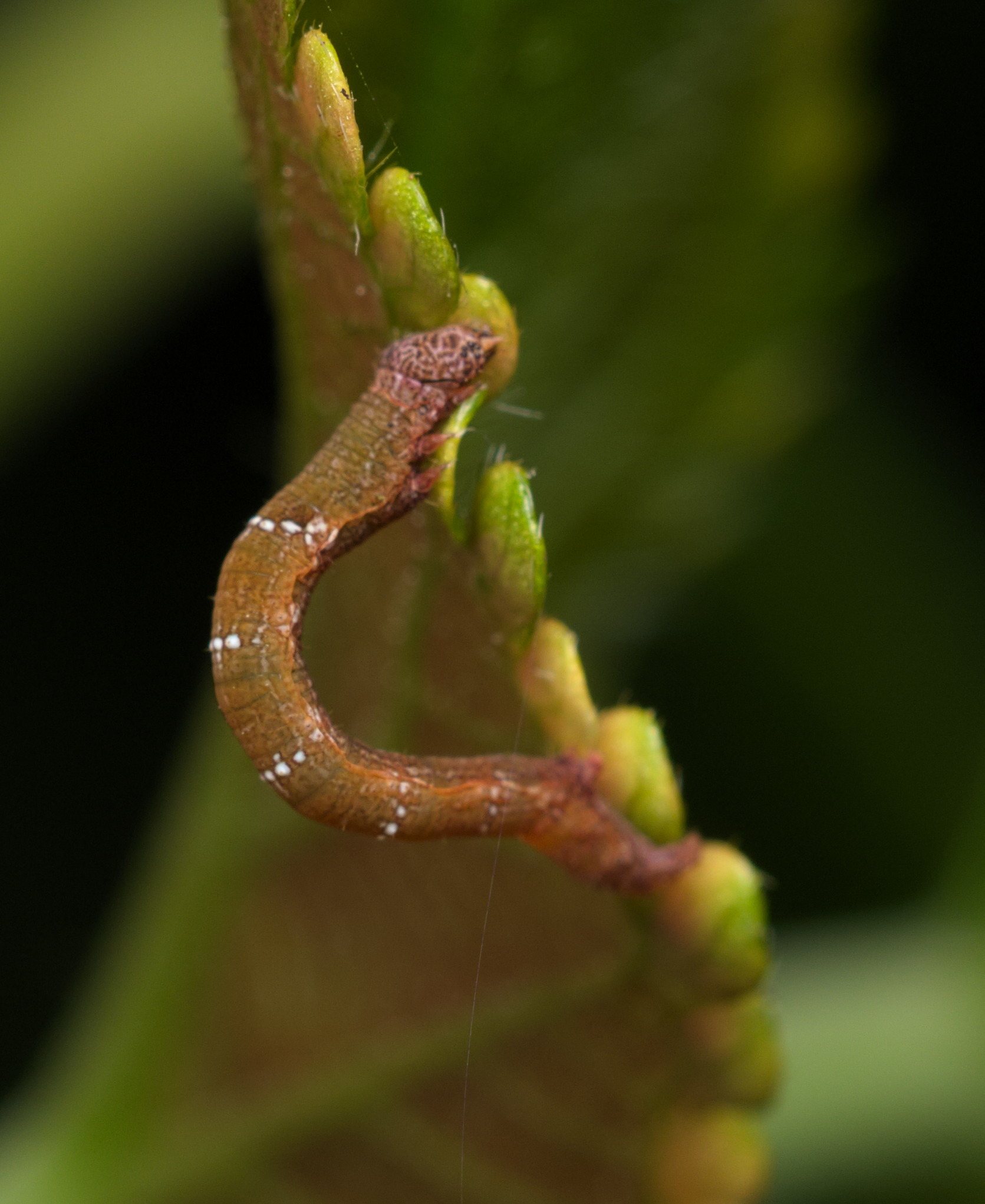 Hyposidra talaca