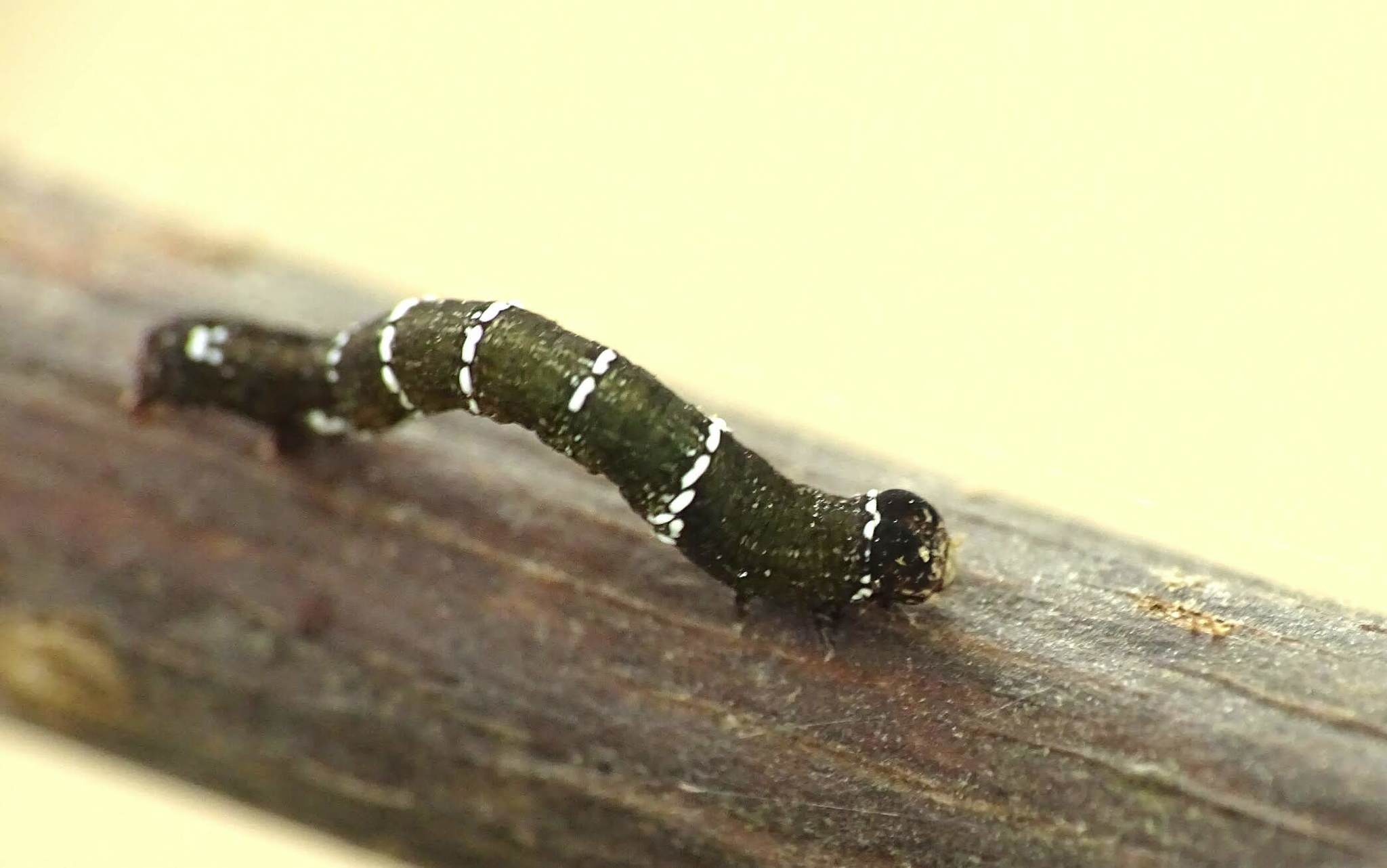 Hyposidra talaca
