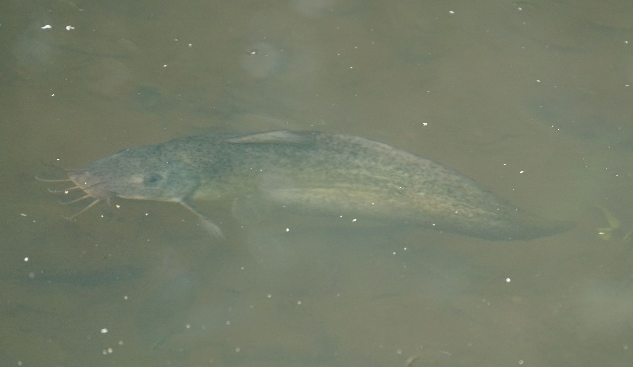Tropicanus