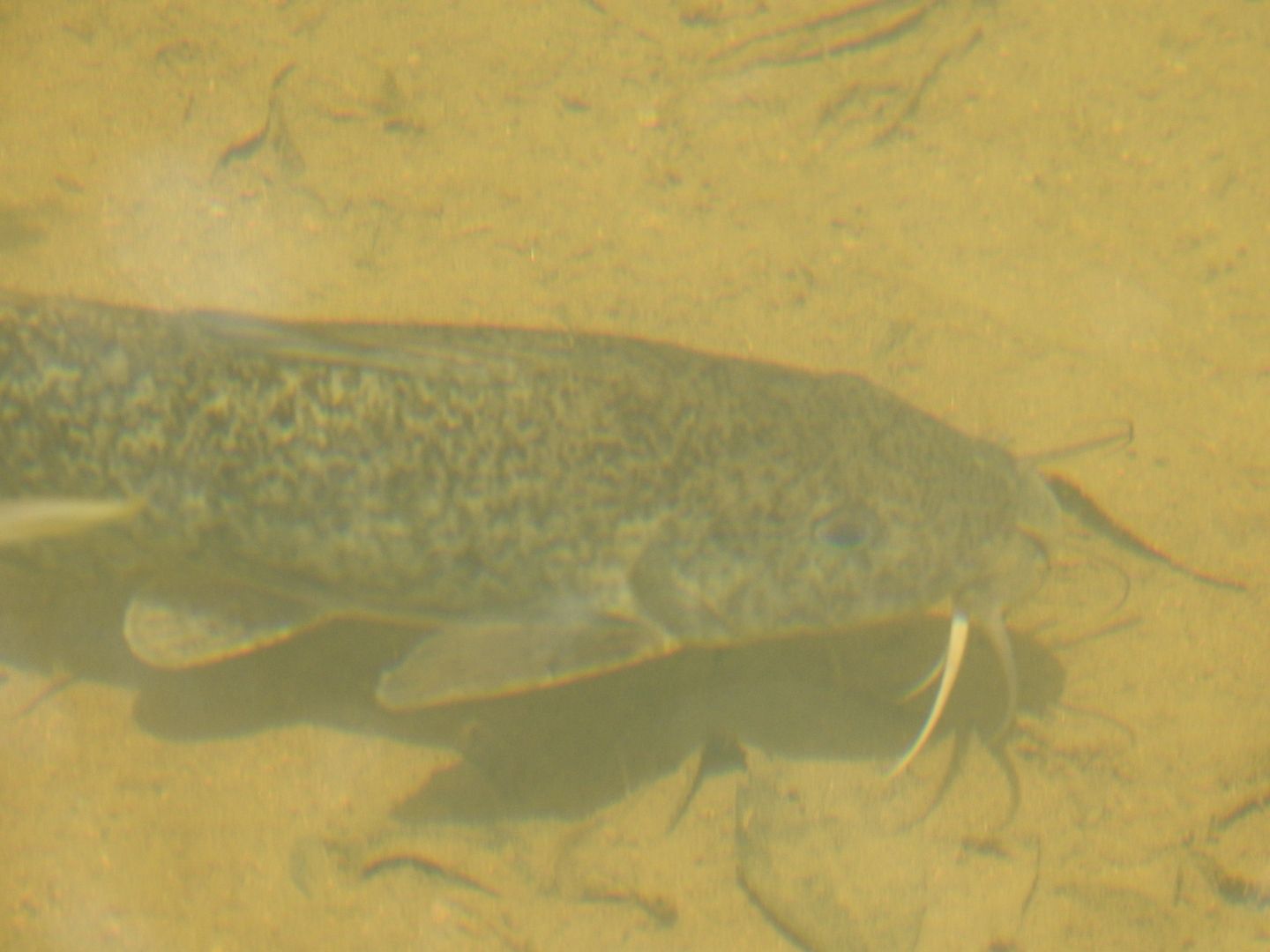 Tropicanus