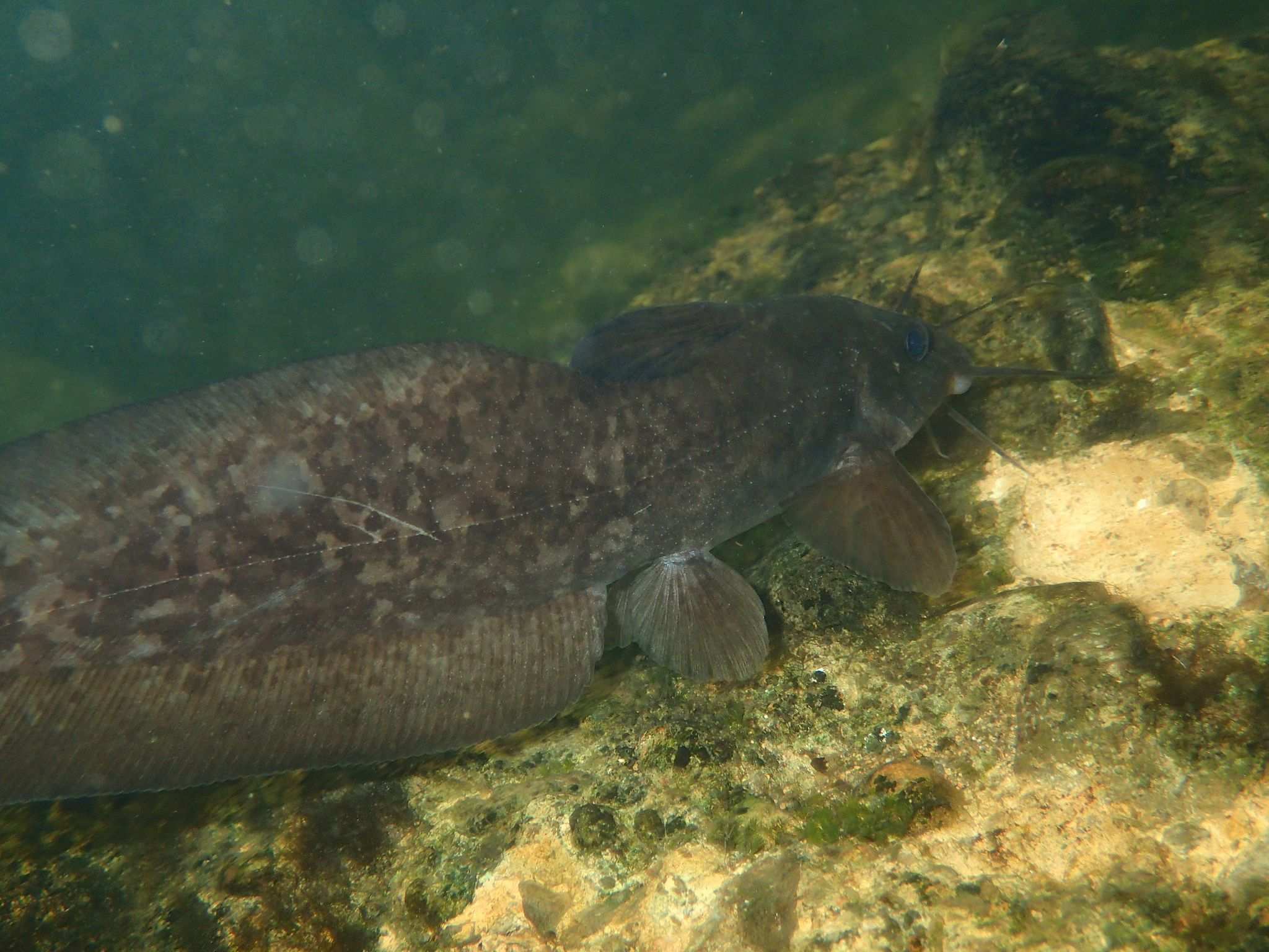 Tropicanus