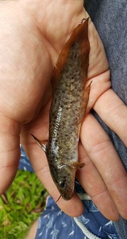 Tropicanus
