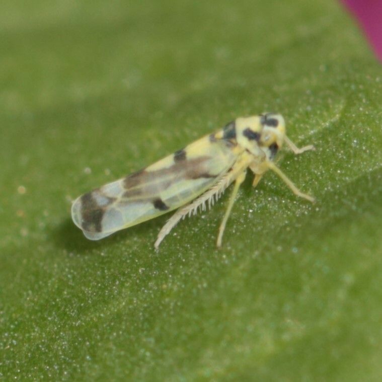 Eupteryx atropunctata
