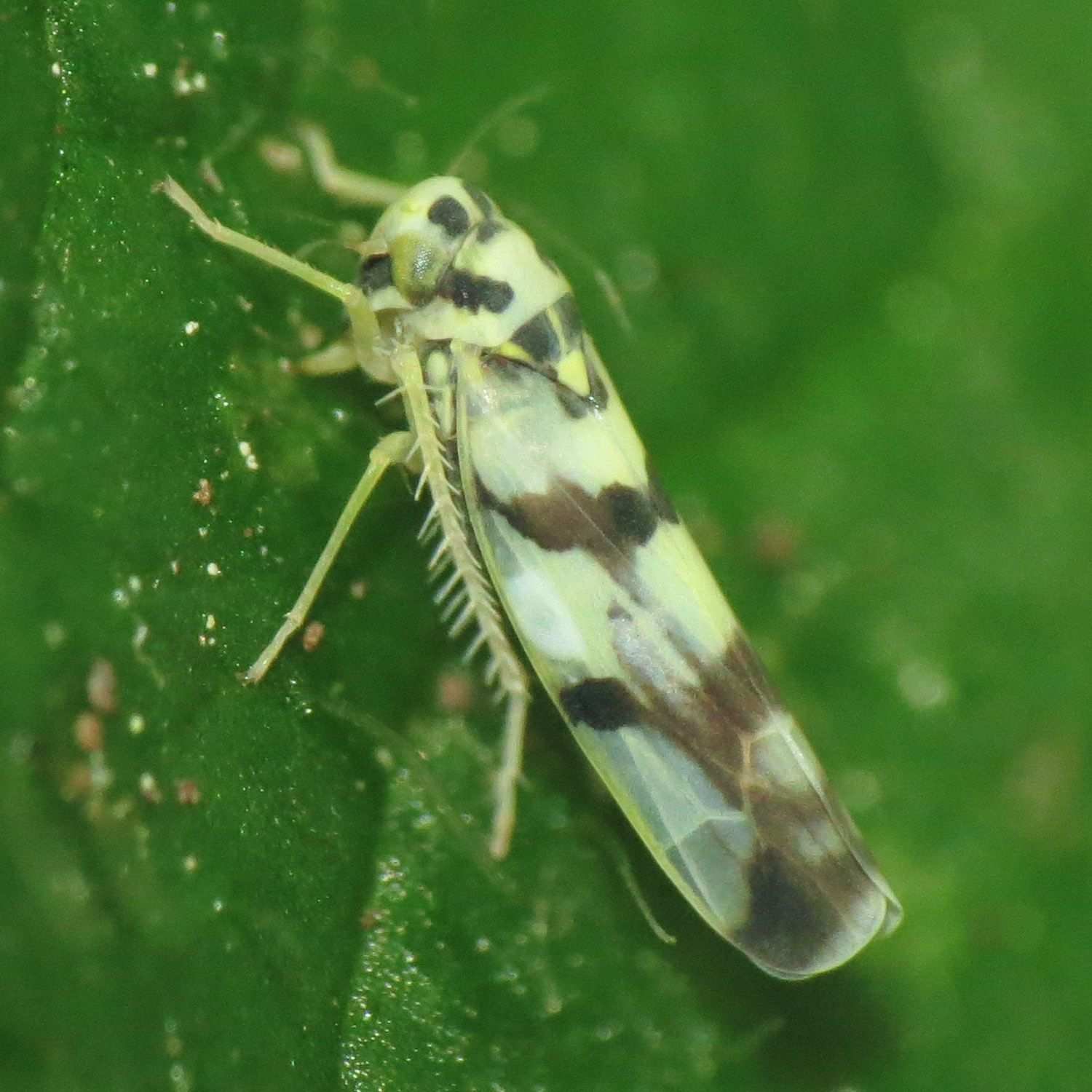 Eupteryx atropunctata