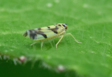 Eupteryx atropunctata