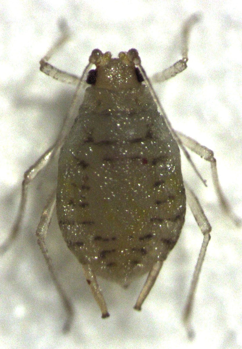 Myzus ornatus