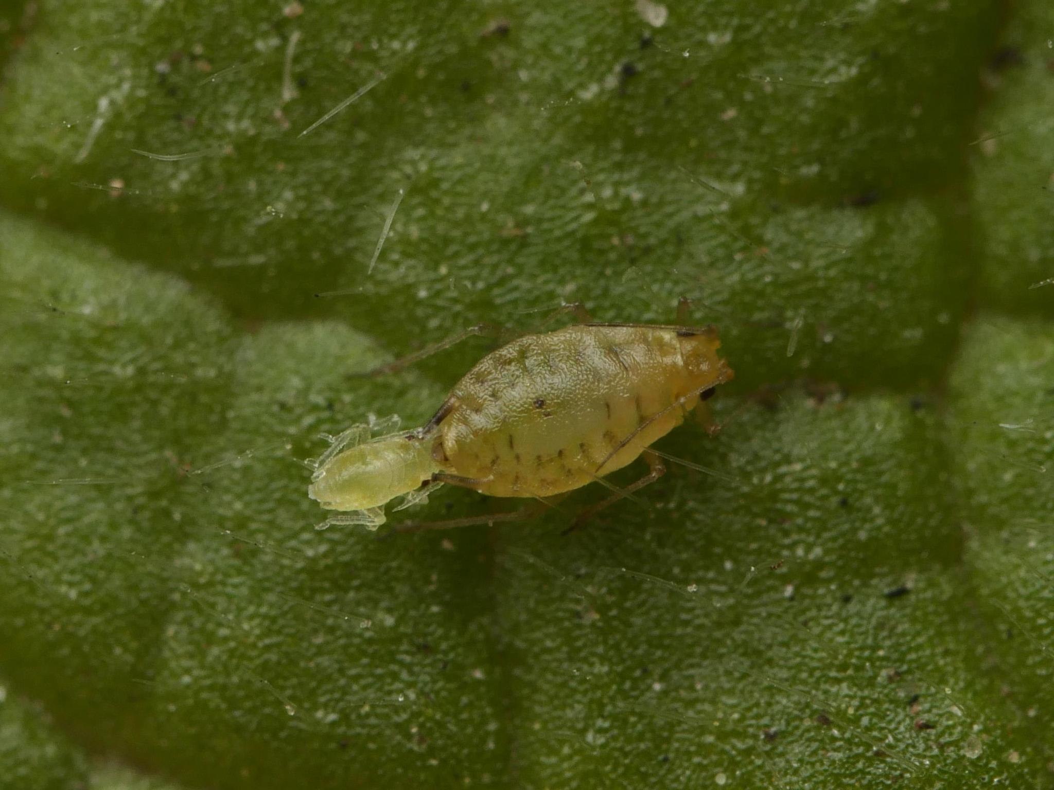 Myzus ornatus