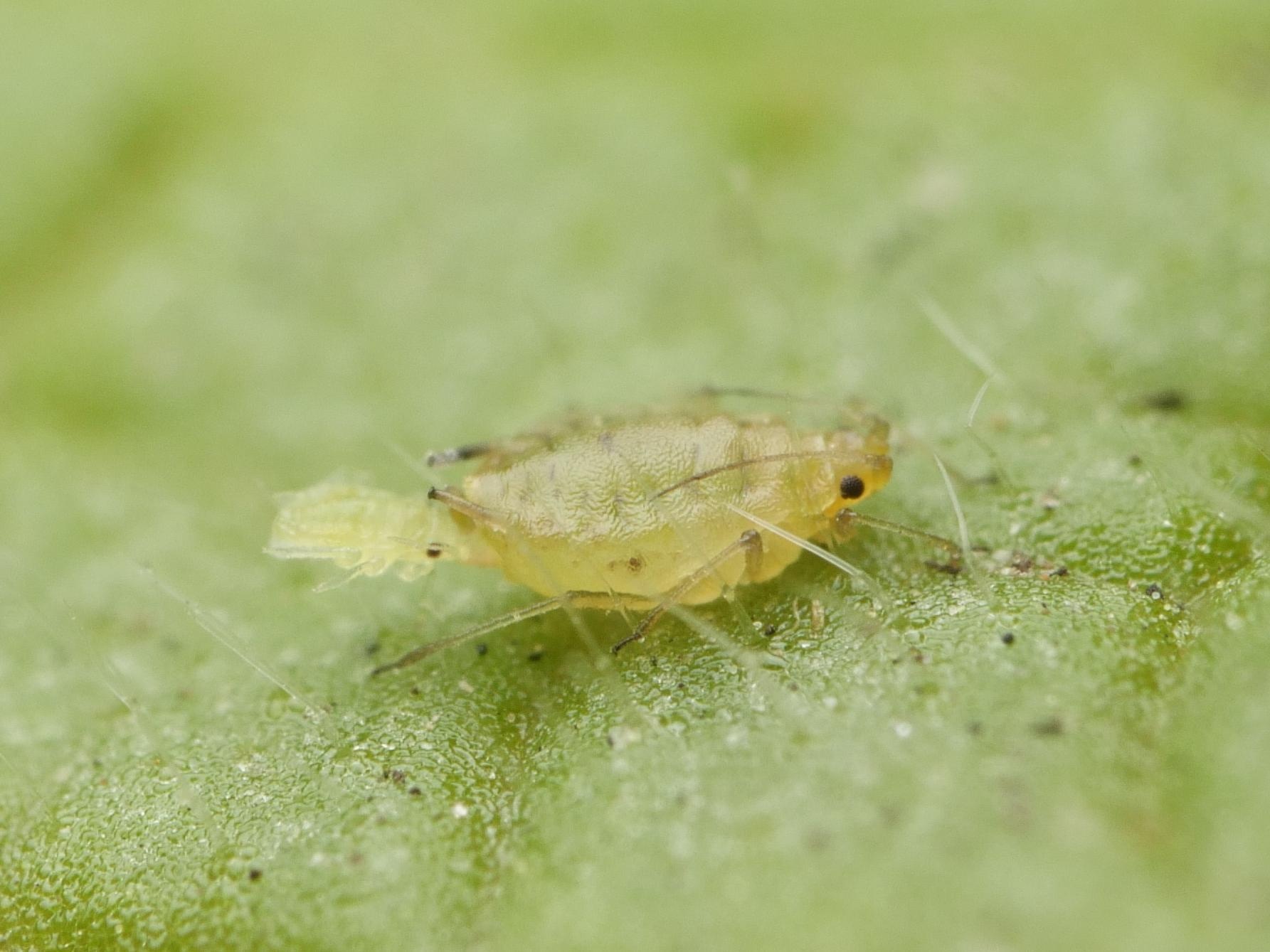 Myzus ornatus