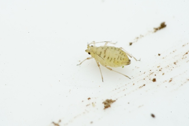 Myzus ornatus