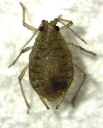 Myzus ornatus