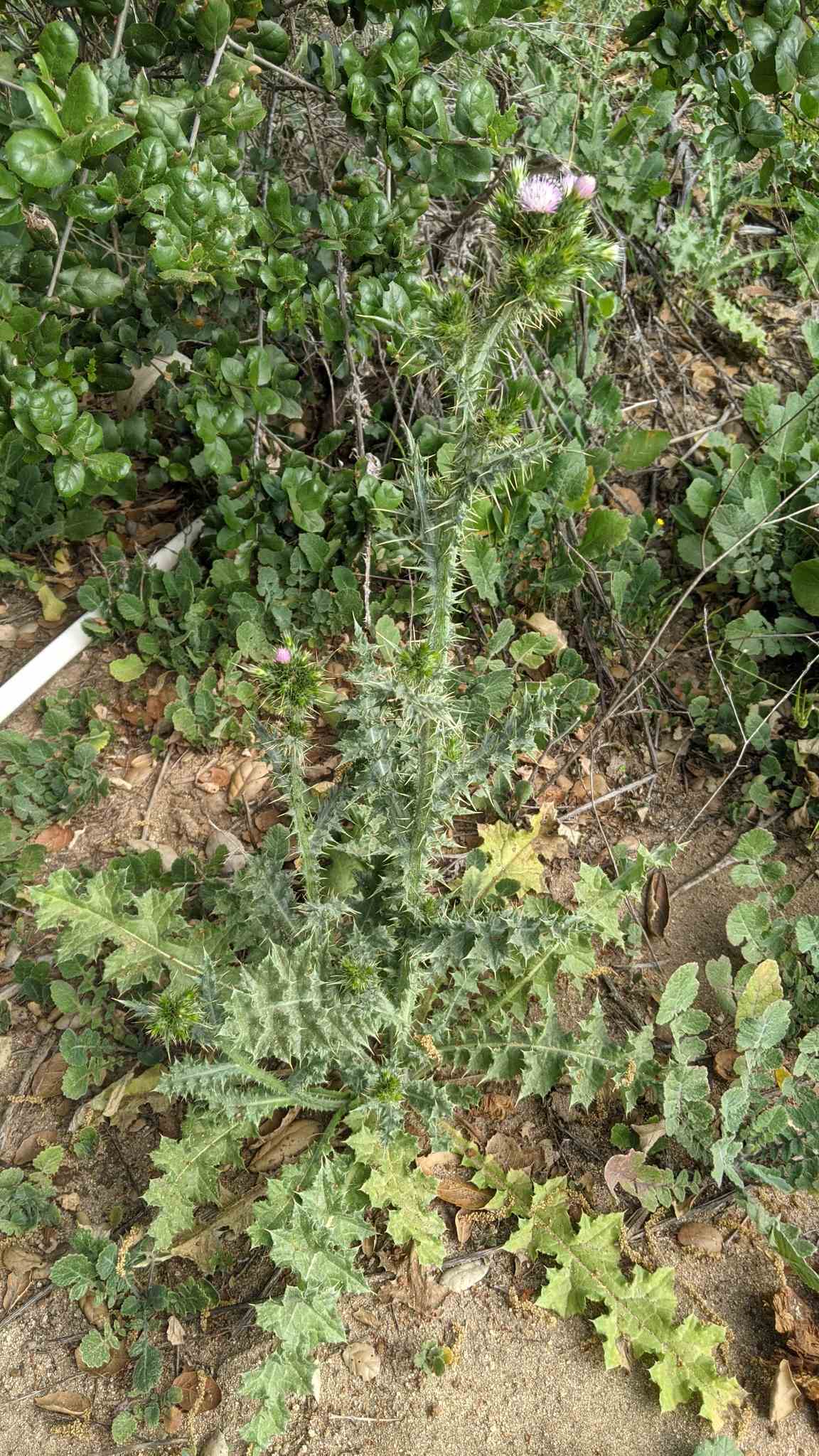 Carduus tenuiflorus