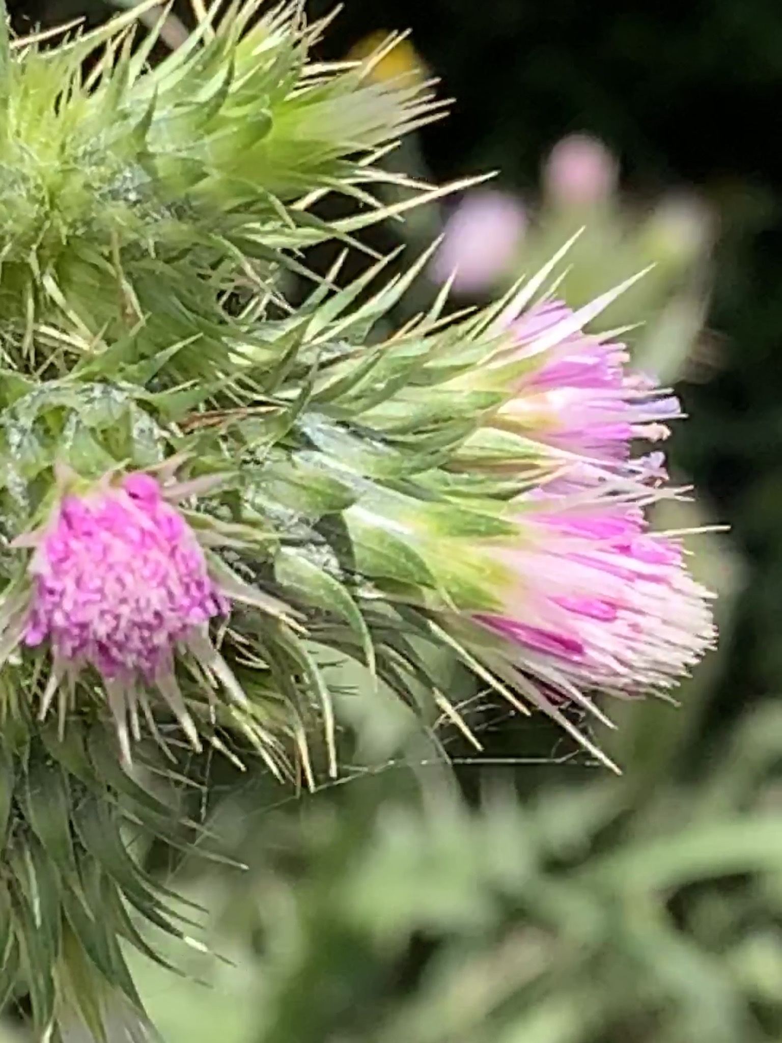 Carduus tenuiflorus