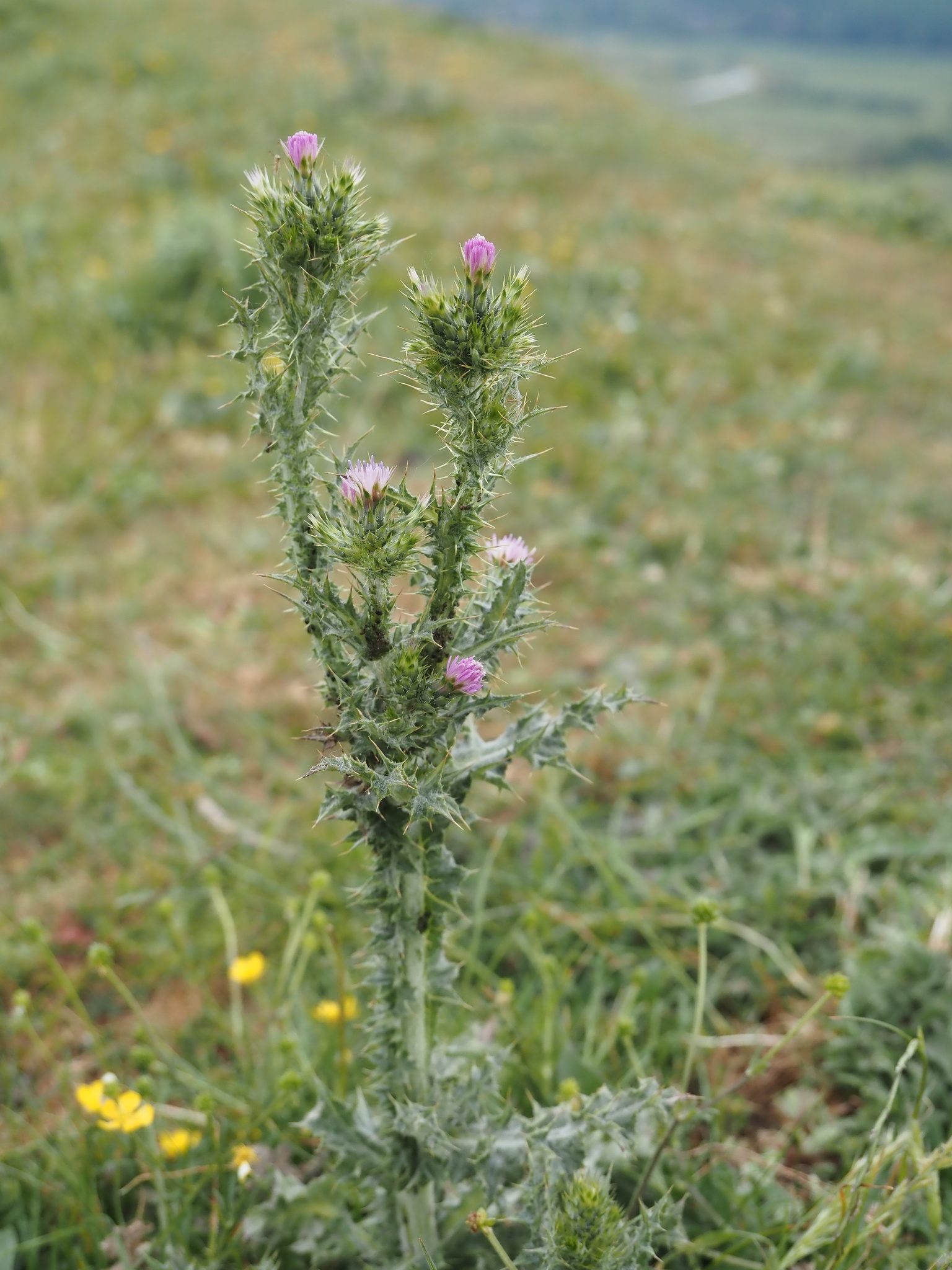 Carduus tenuiflorus