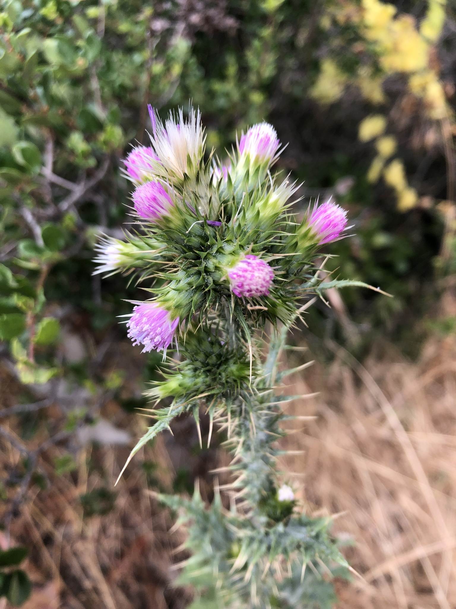Carduus tenuiflorus