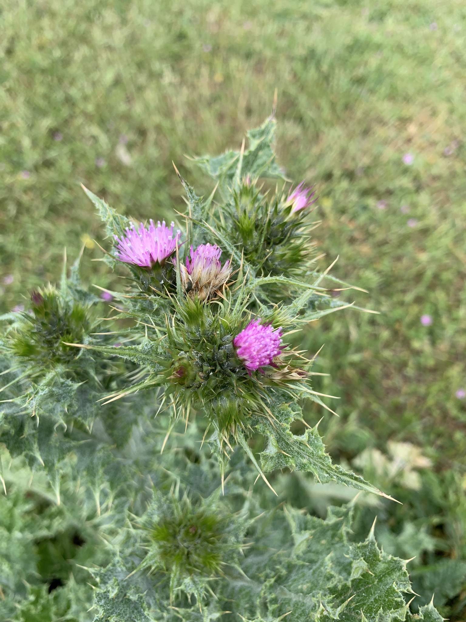 Carduus tenuiflorus
