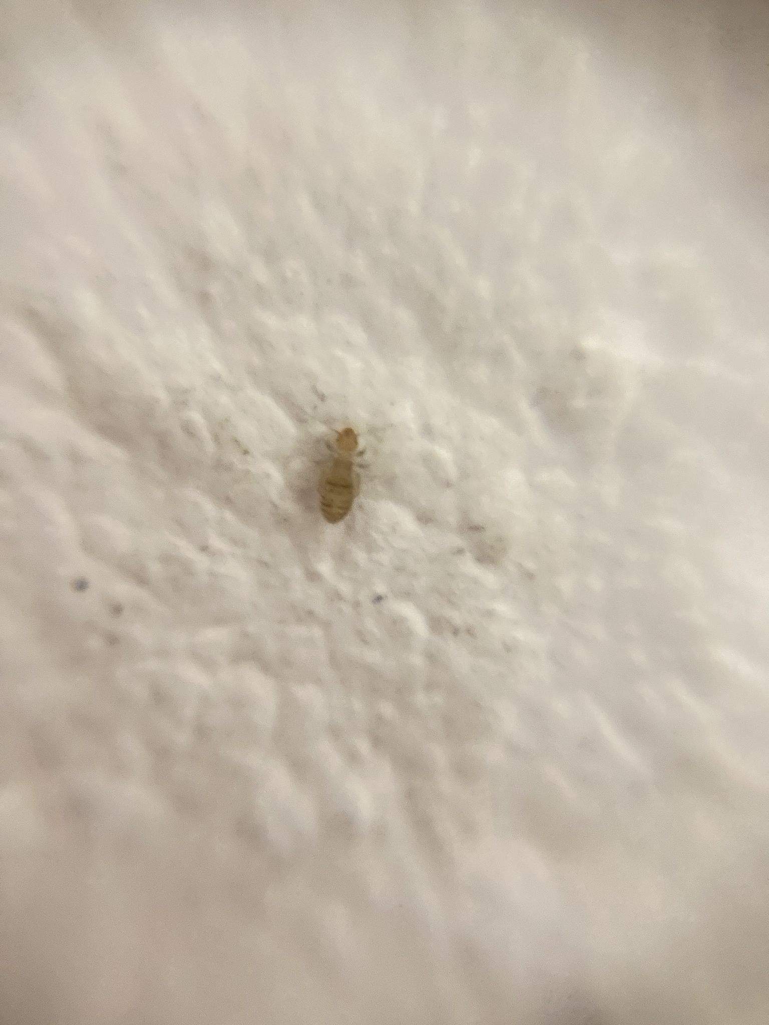 Liposcelis entomophila