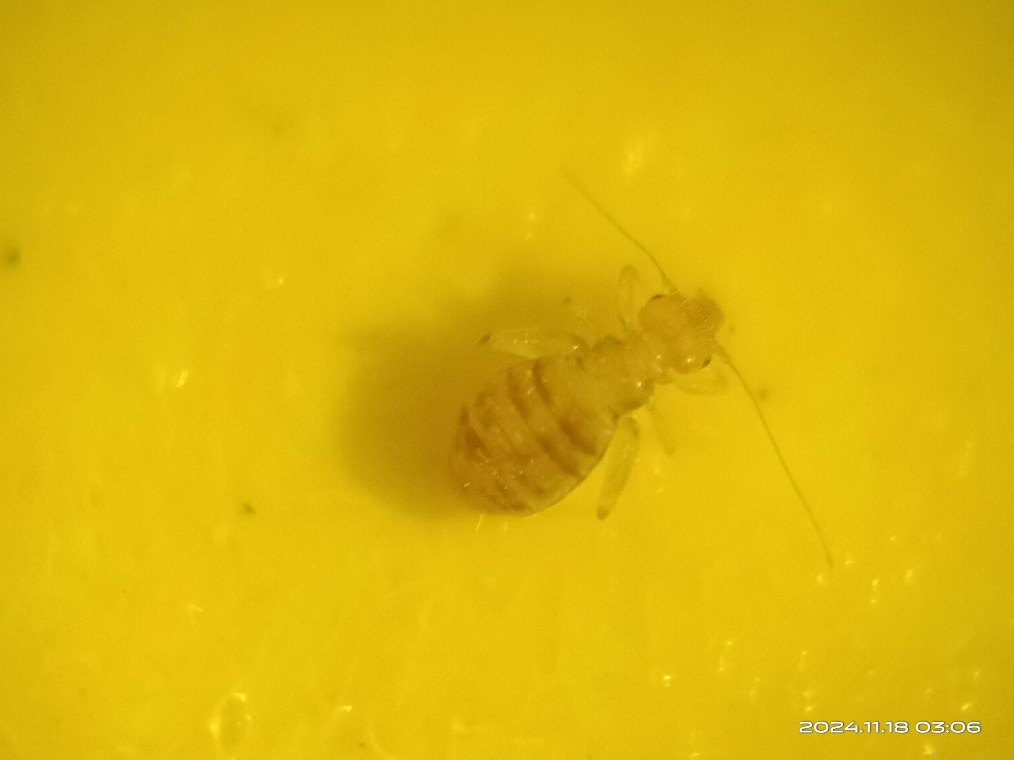 Liposcelis entomophila