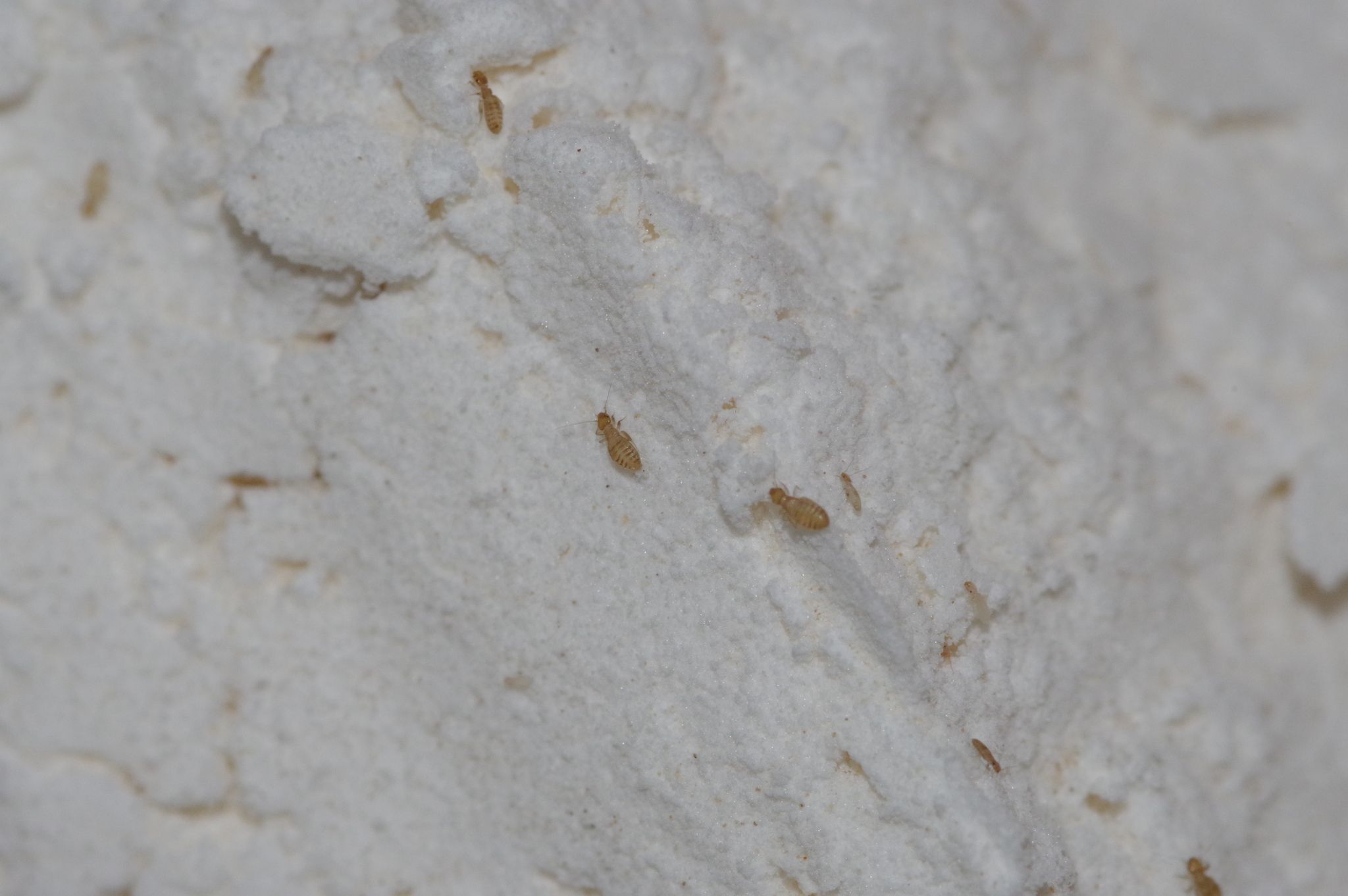 Liposcelis entomophila