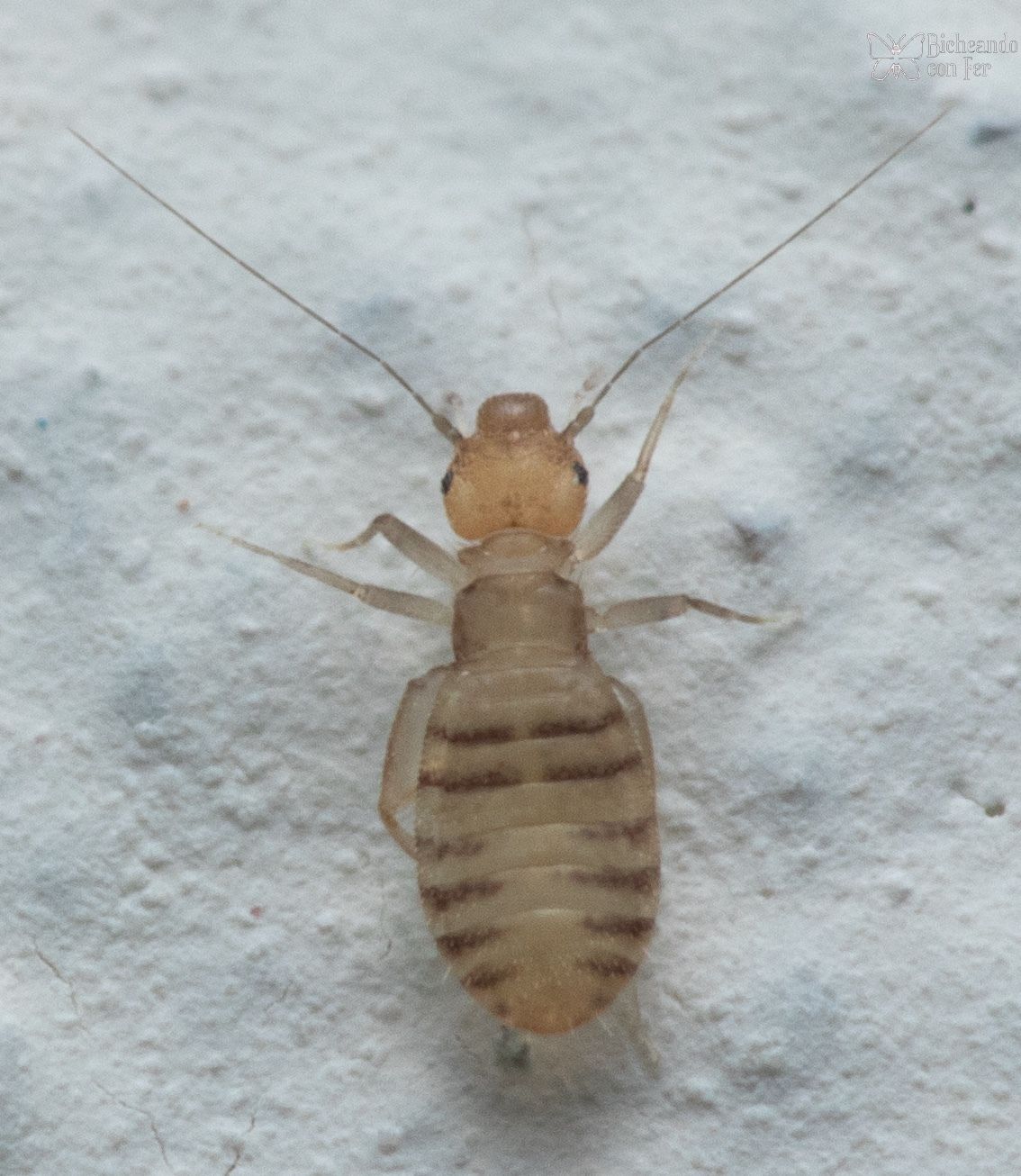 Liposcelis entomophila