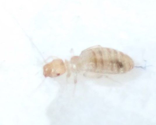 Liposcelis entomophila