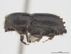 Ips subelongatus